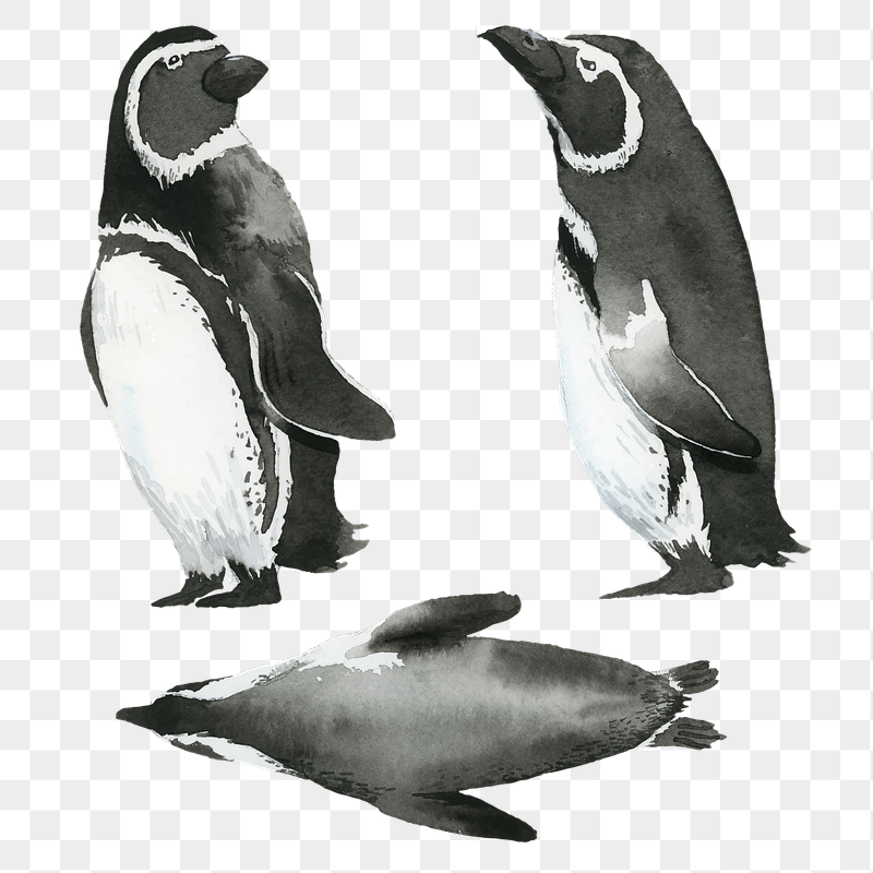 Penguin Background