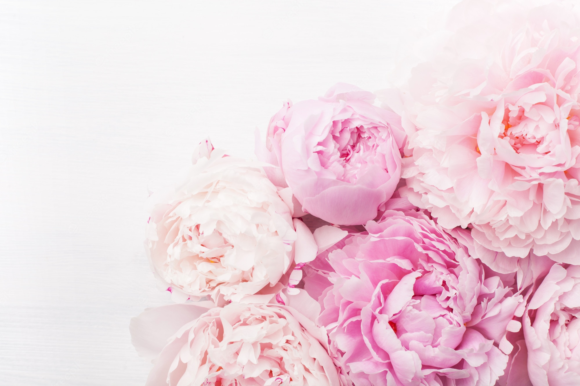 Peony Background