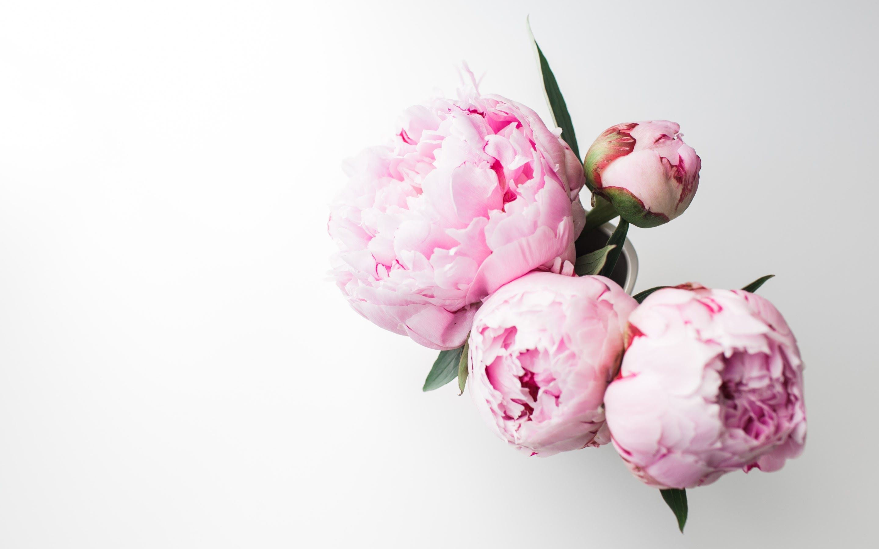 Peony Background