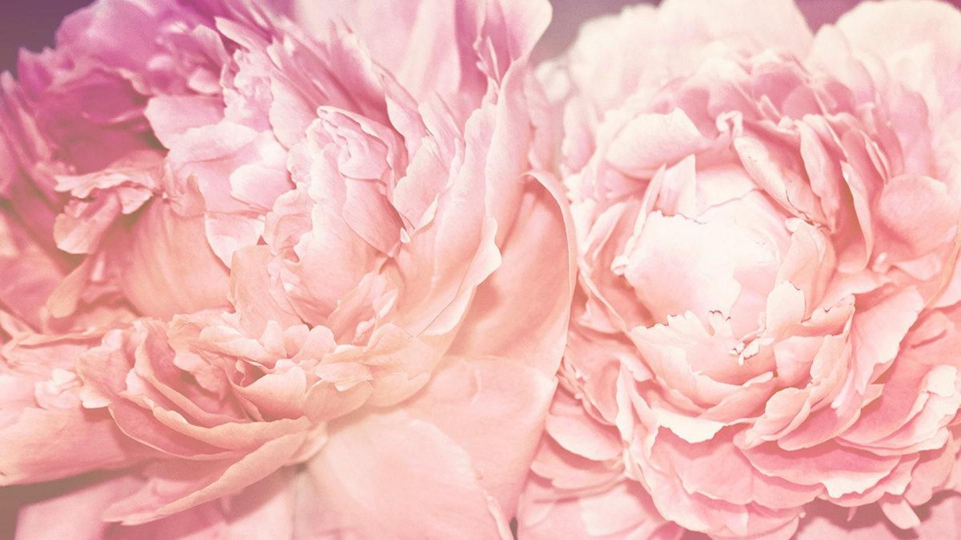 Peony Background