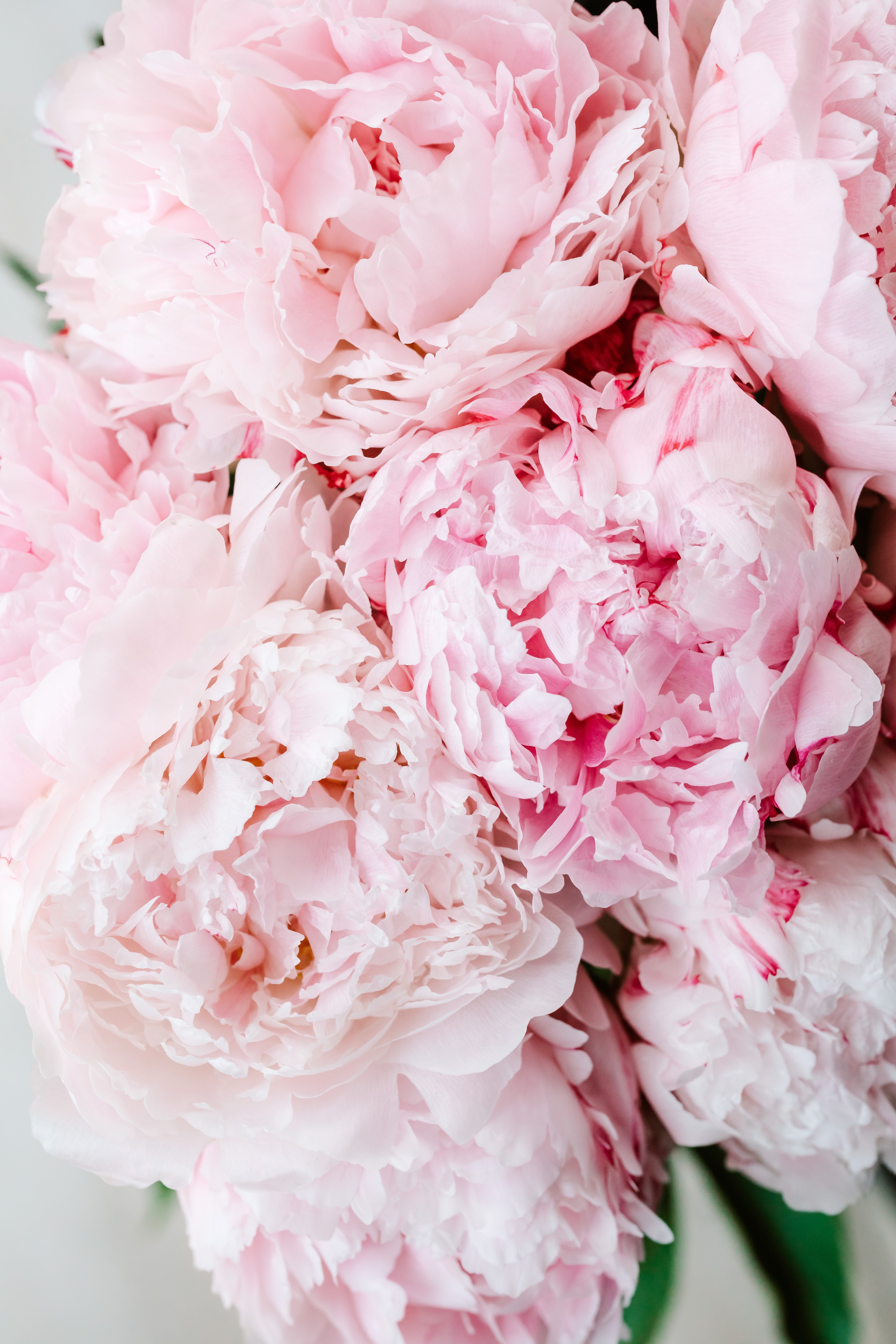 Peony Background