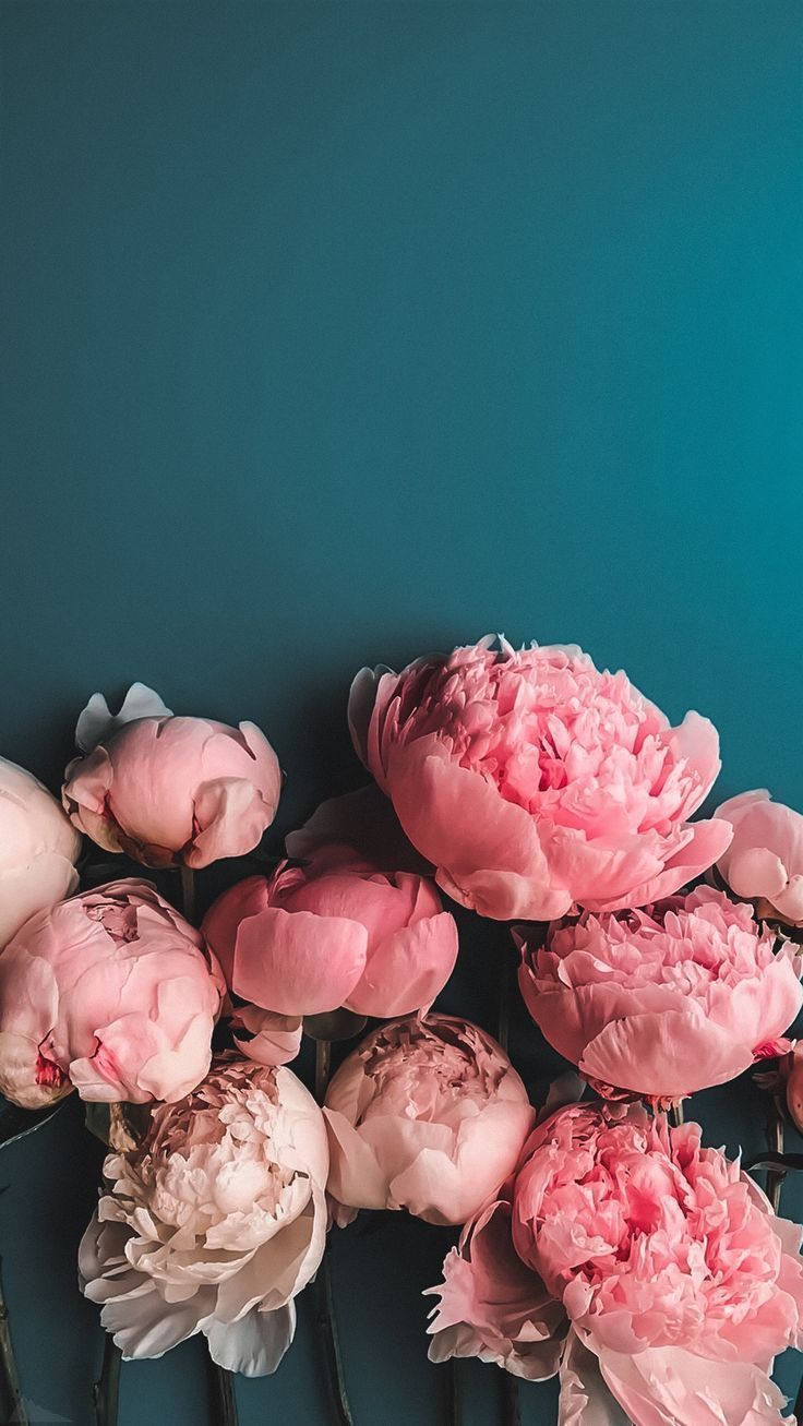 Peony Background