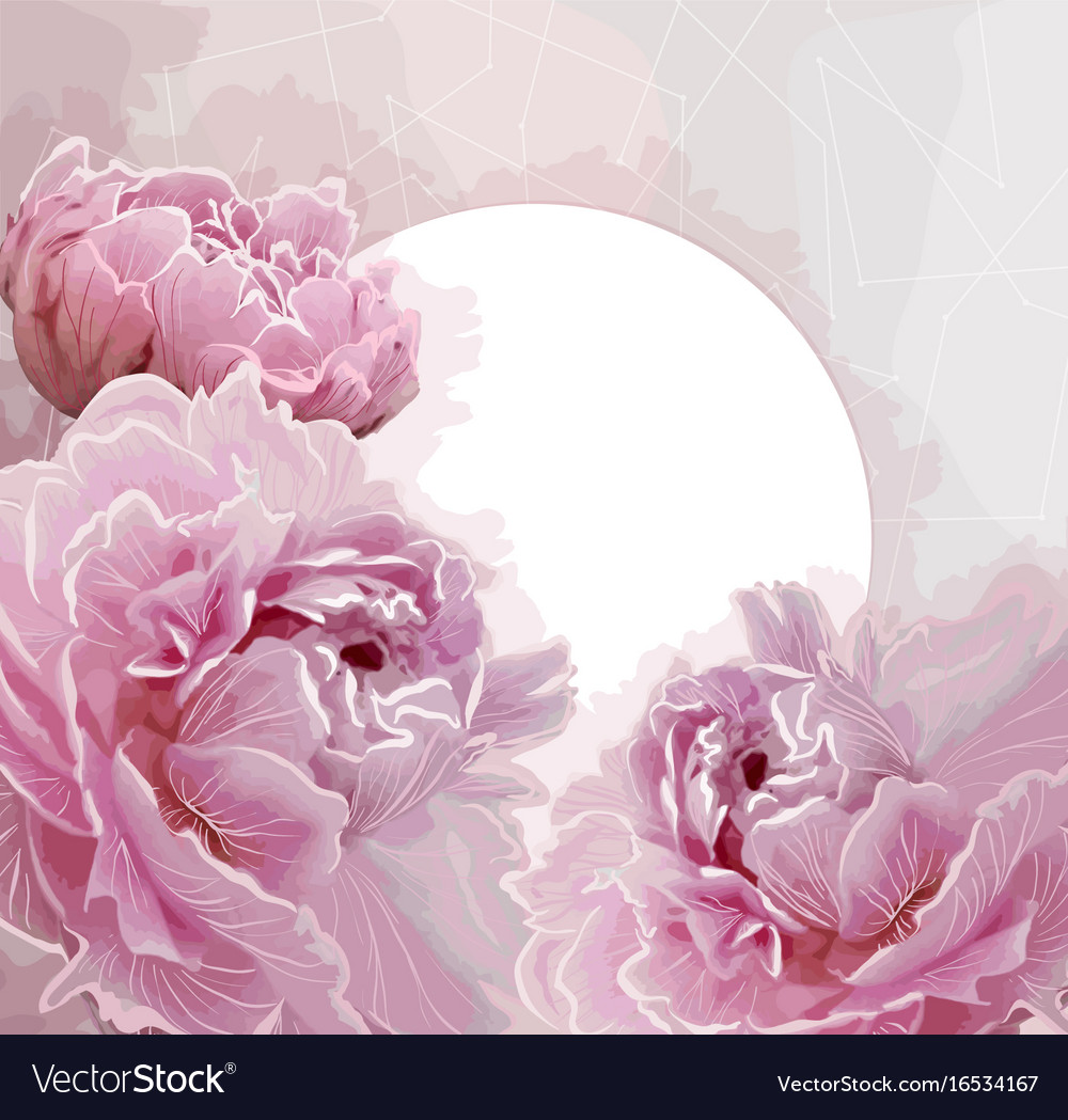 Peony Background