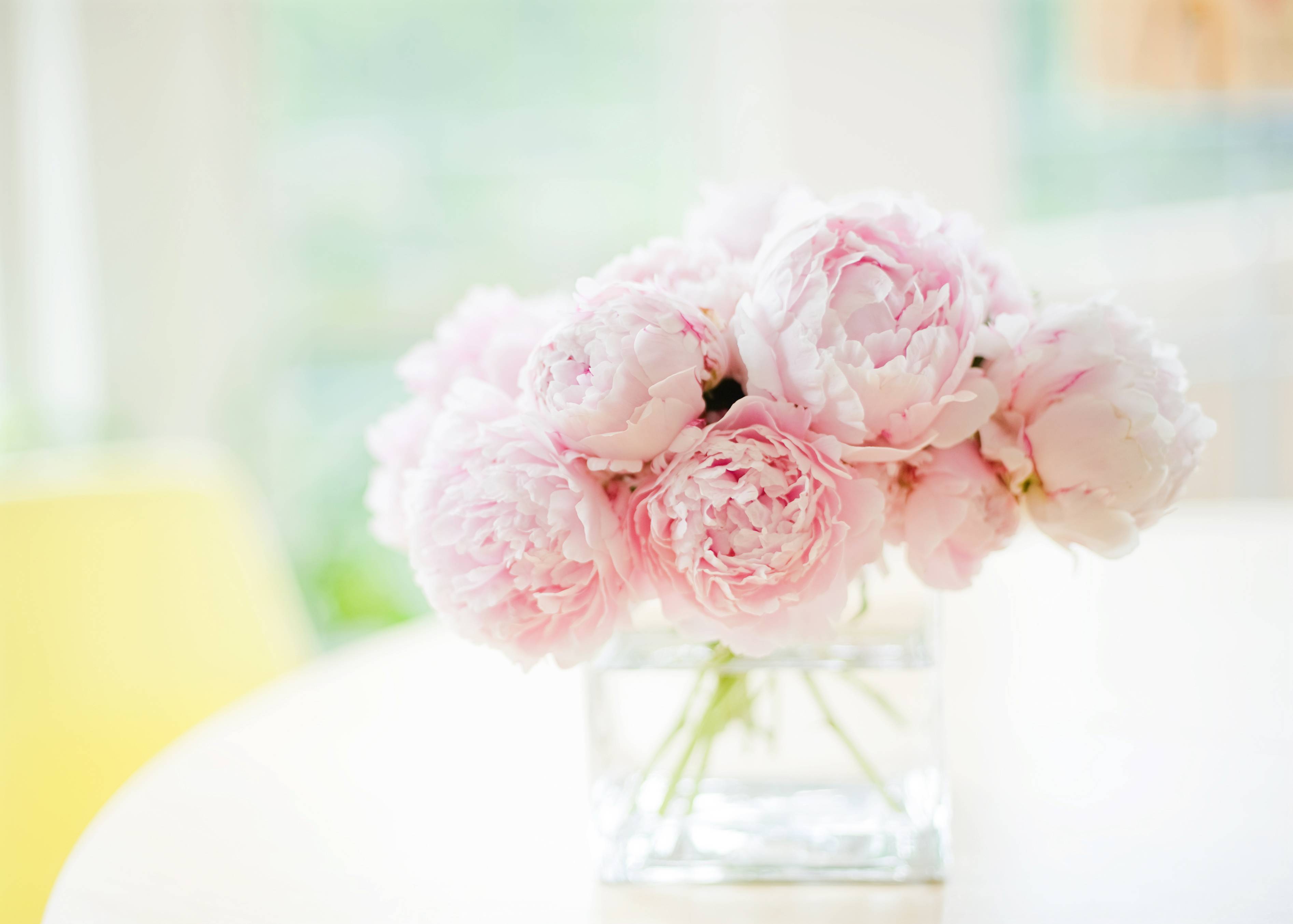 Peony Background