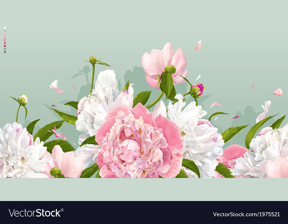 Peony Background