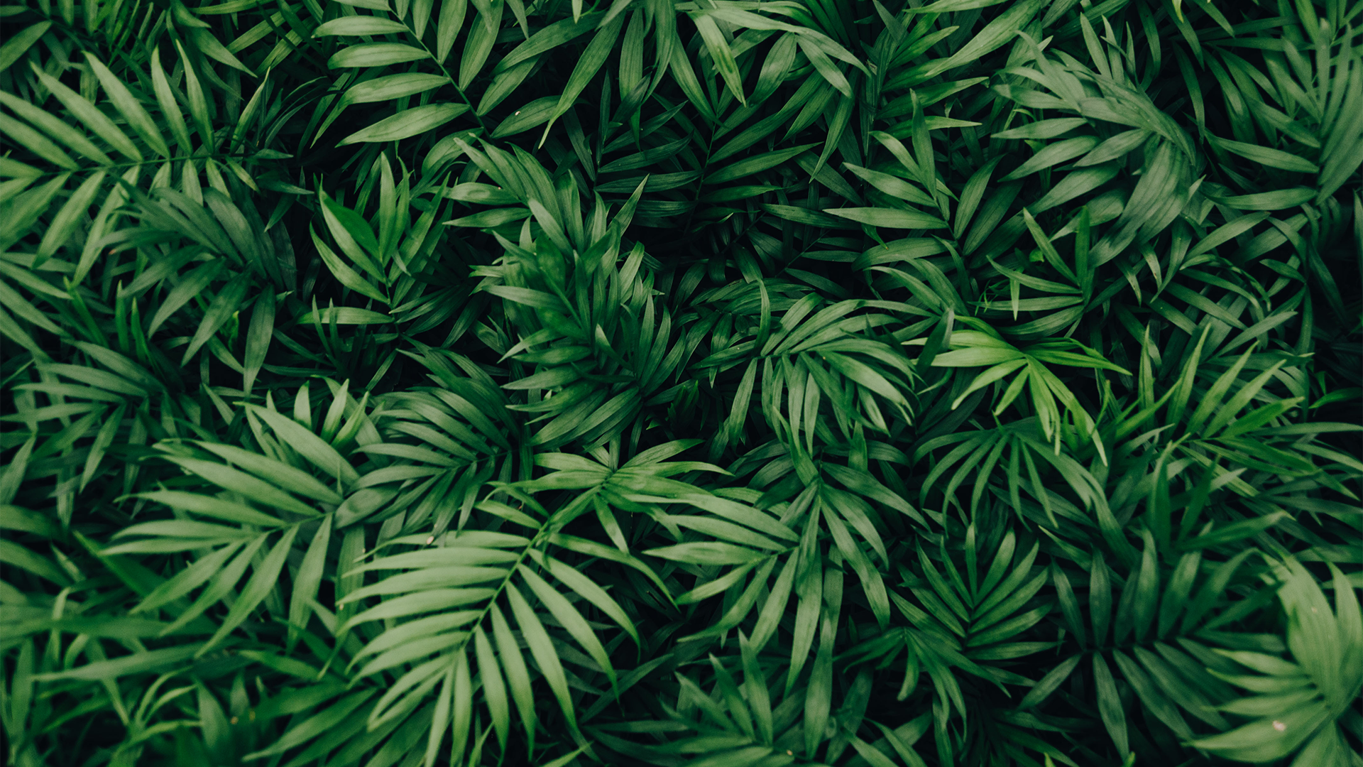 Plants Background