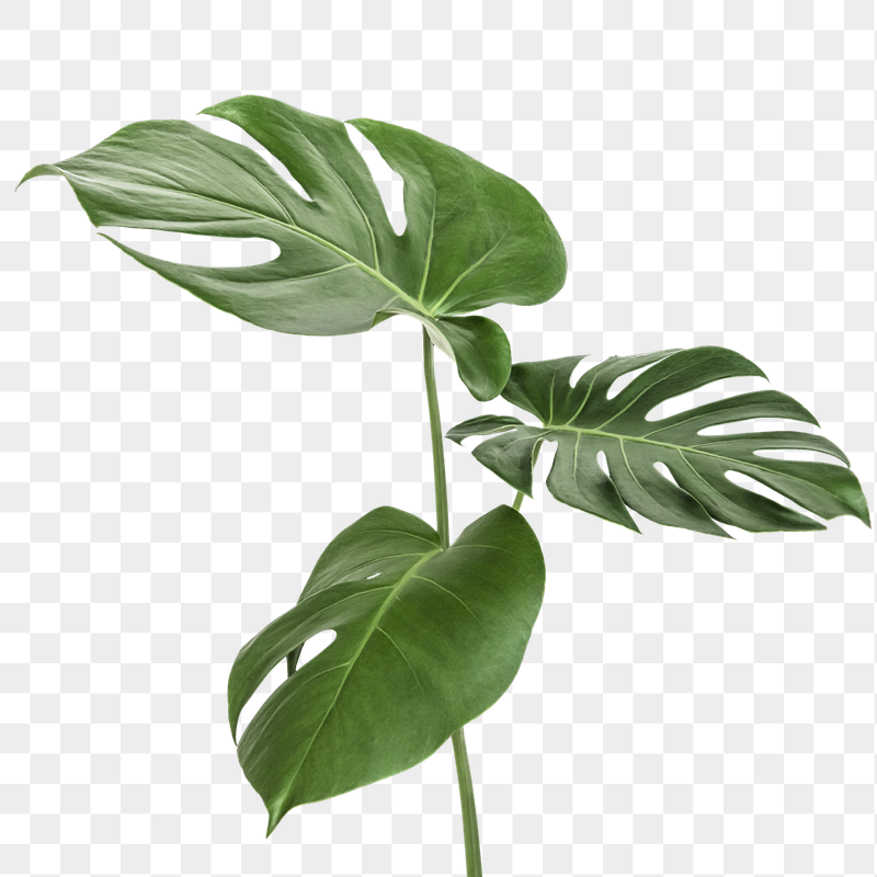 Plants Background