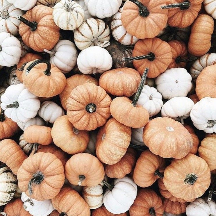 Pumpkin Background Tumblr