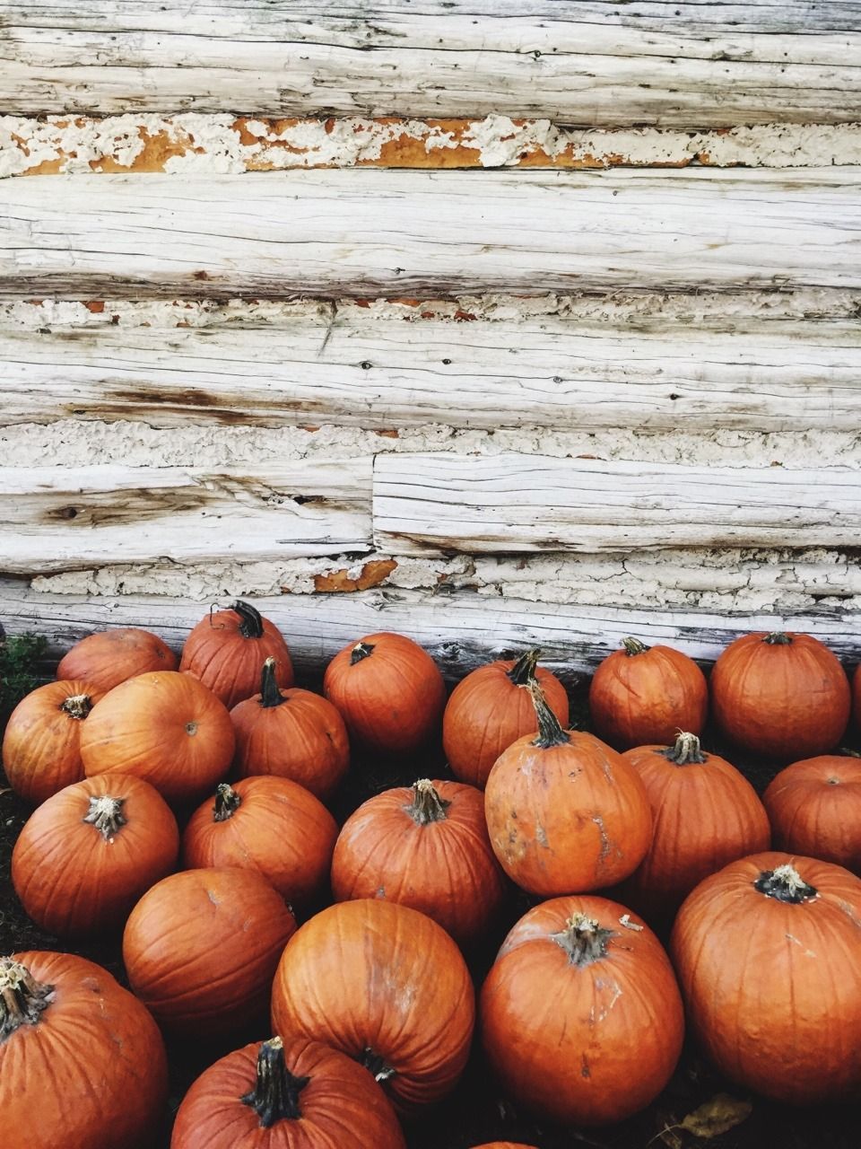 Pumpkin Background Tumblr