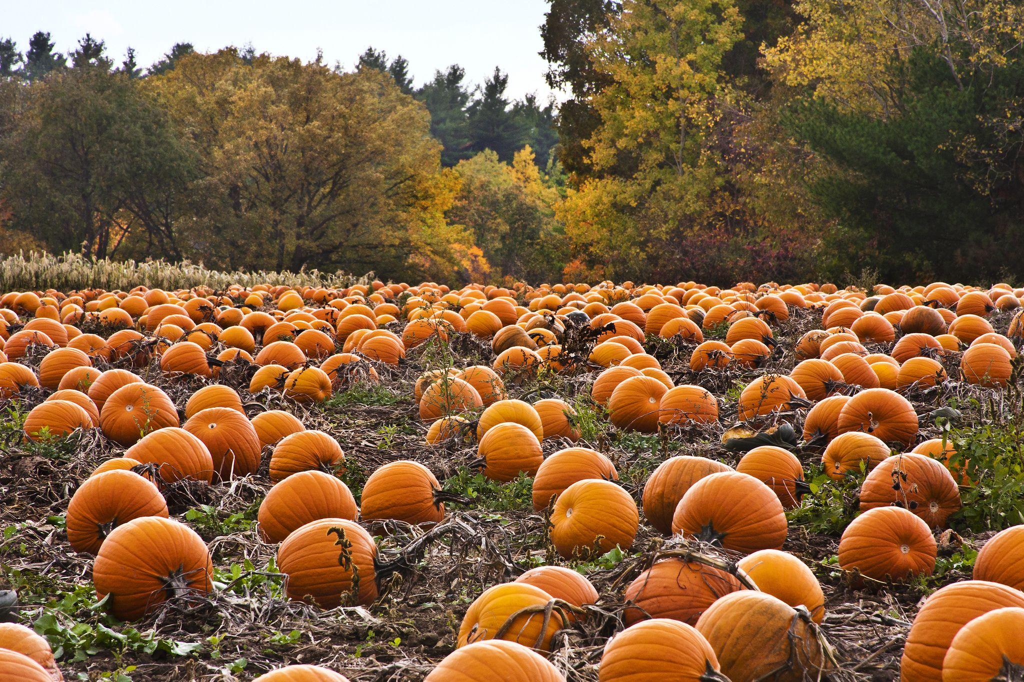 Pumpkin Desktop Background