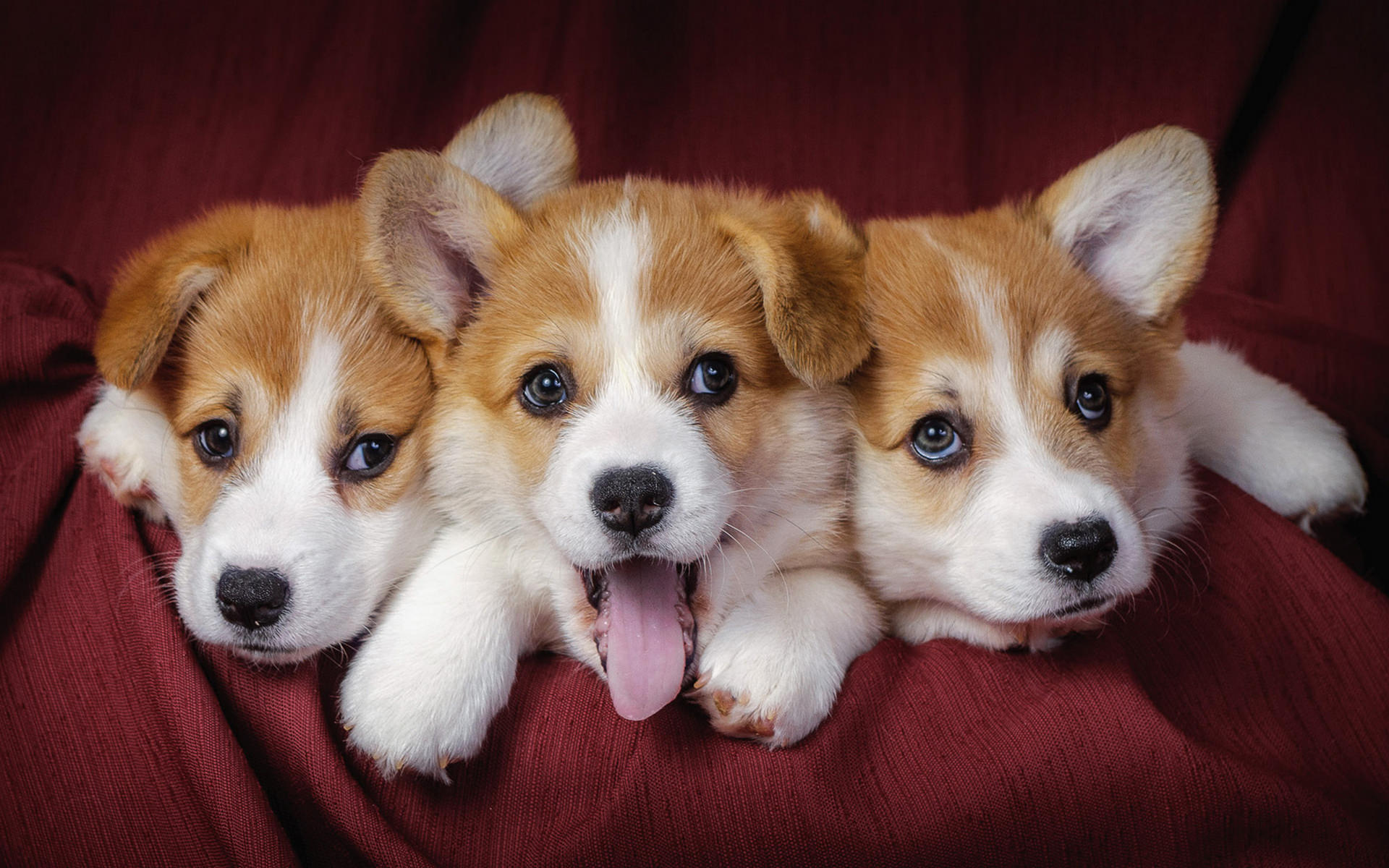 Puppies Desktop Background