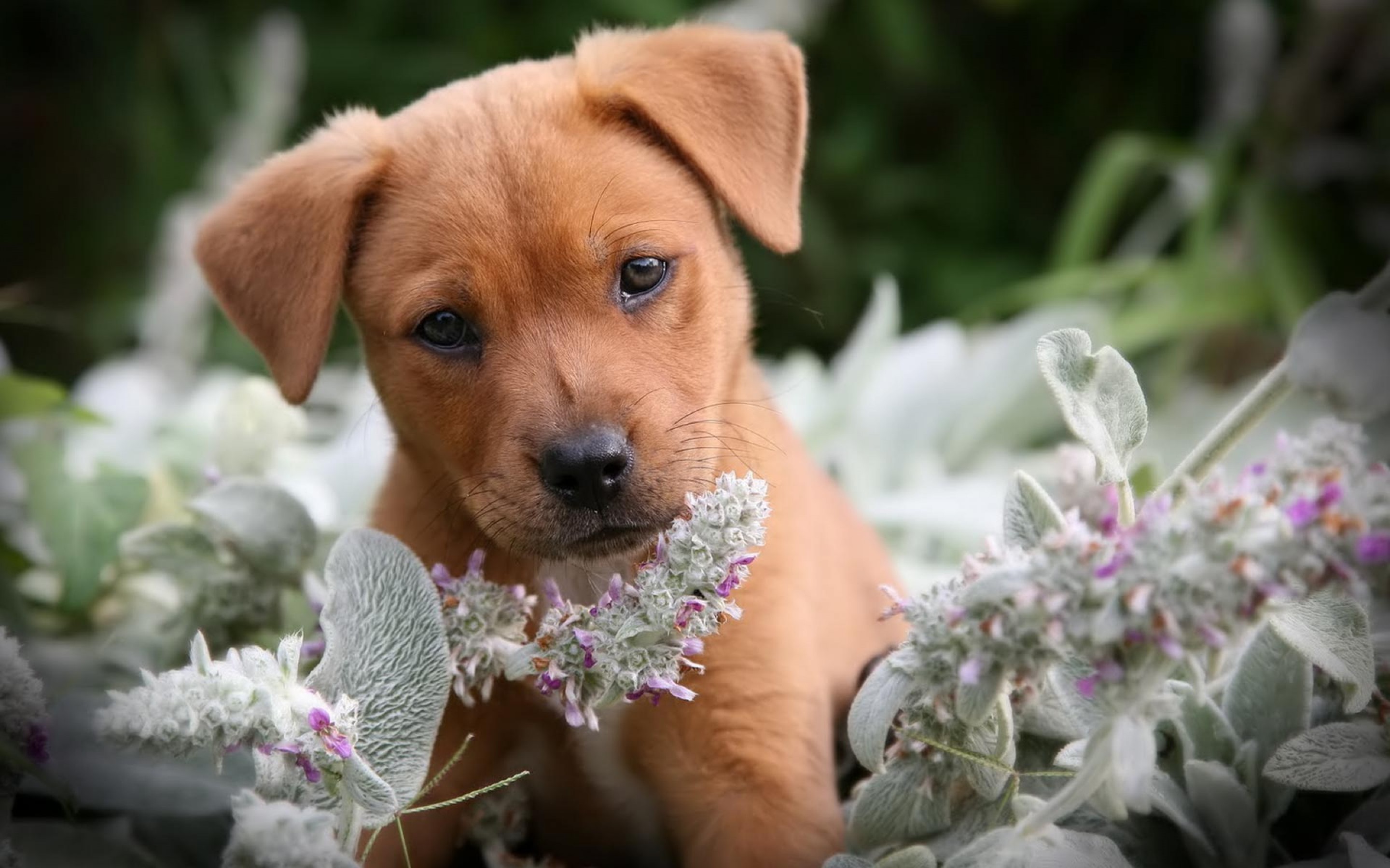 Puppy Backgrounds For Computer