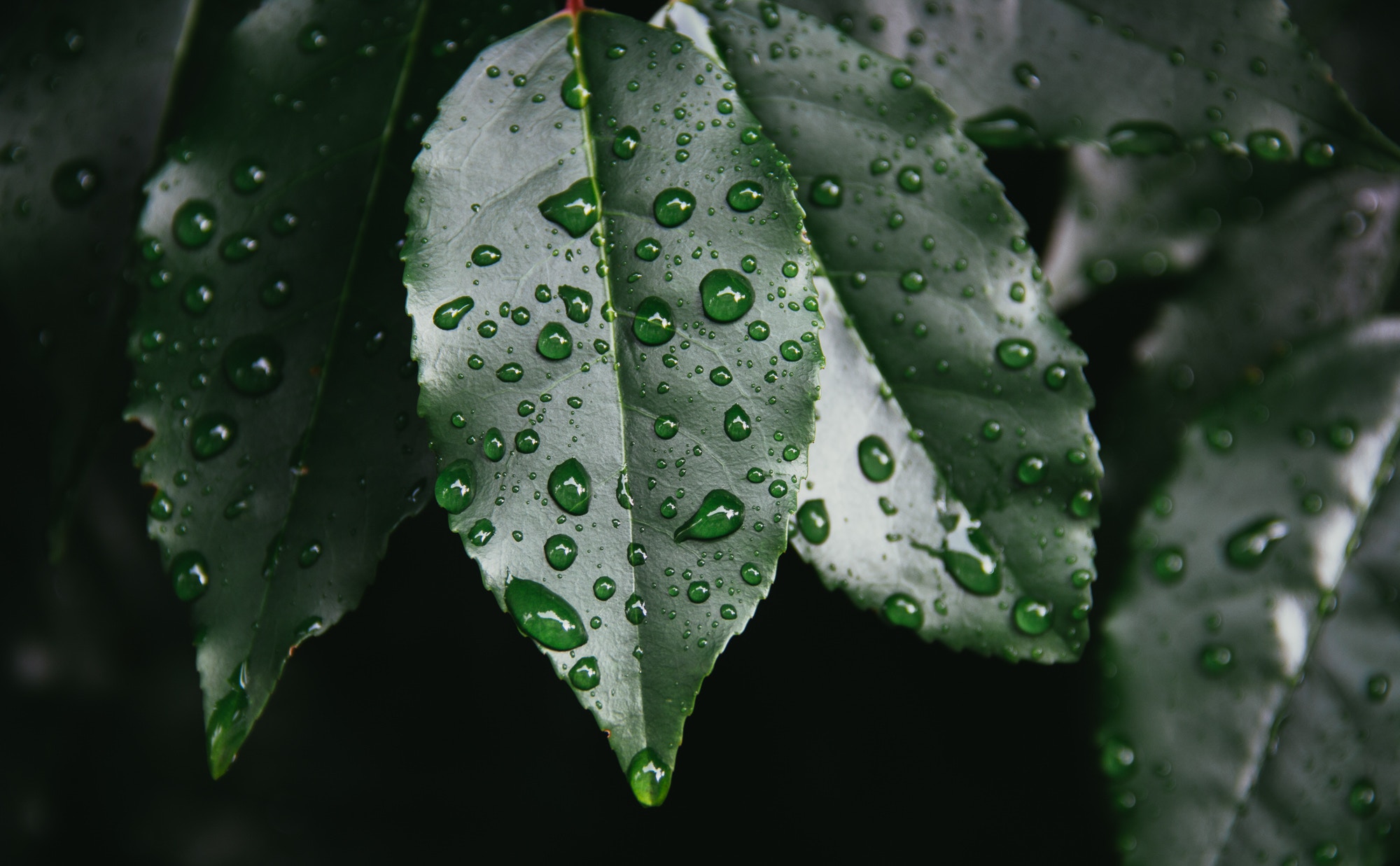 Raindrops Backgrounds