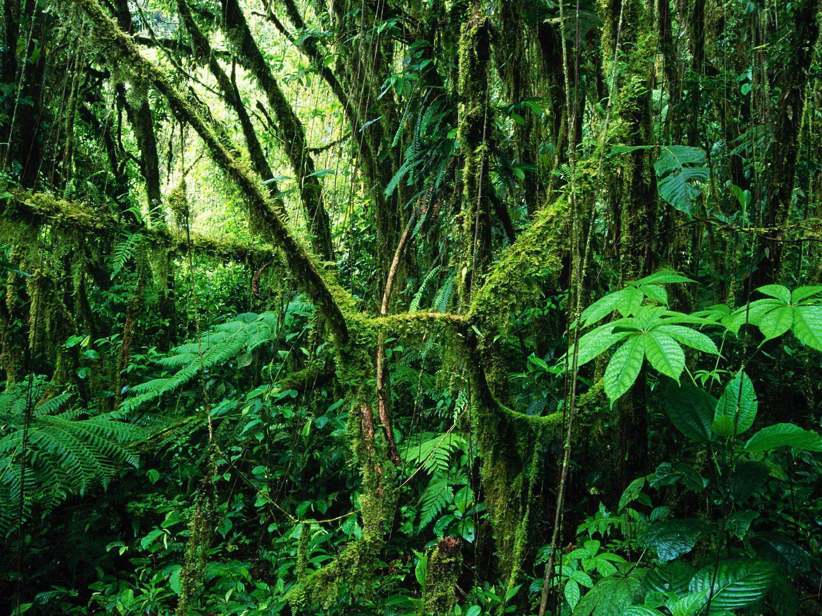 Rainforest Backgrounds