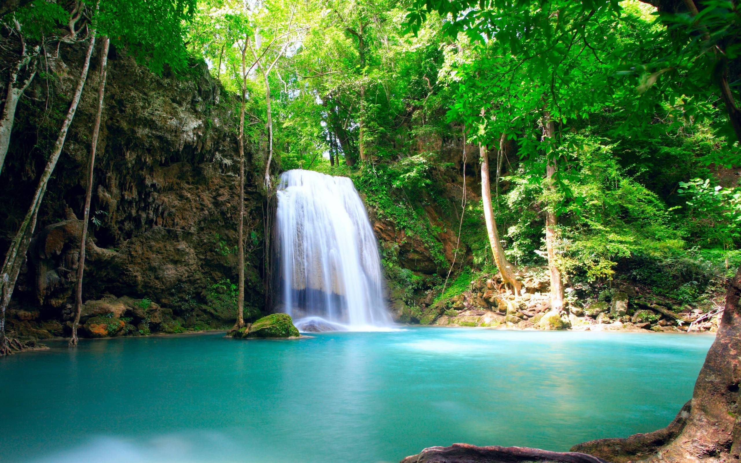 Rainforest Backgrounds