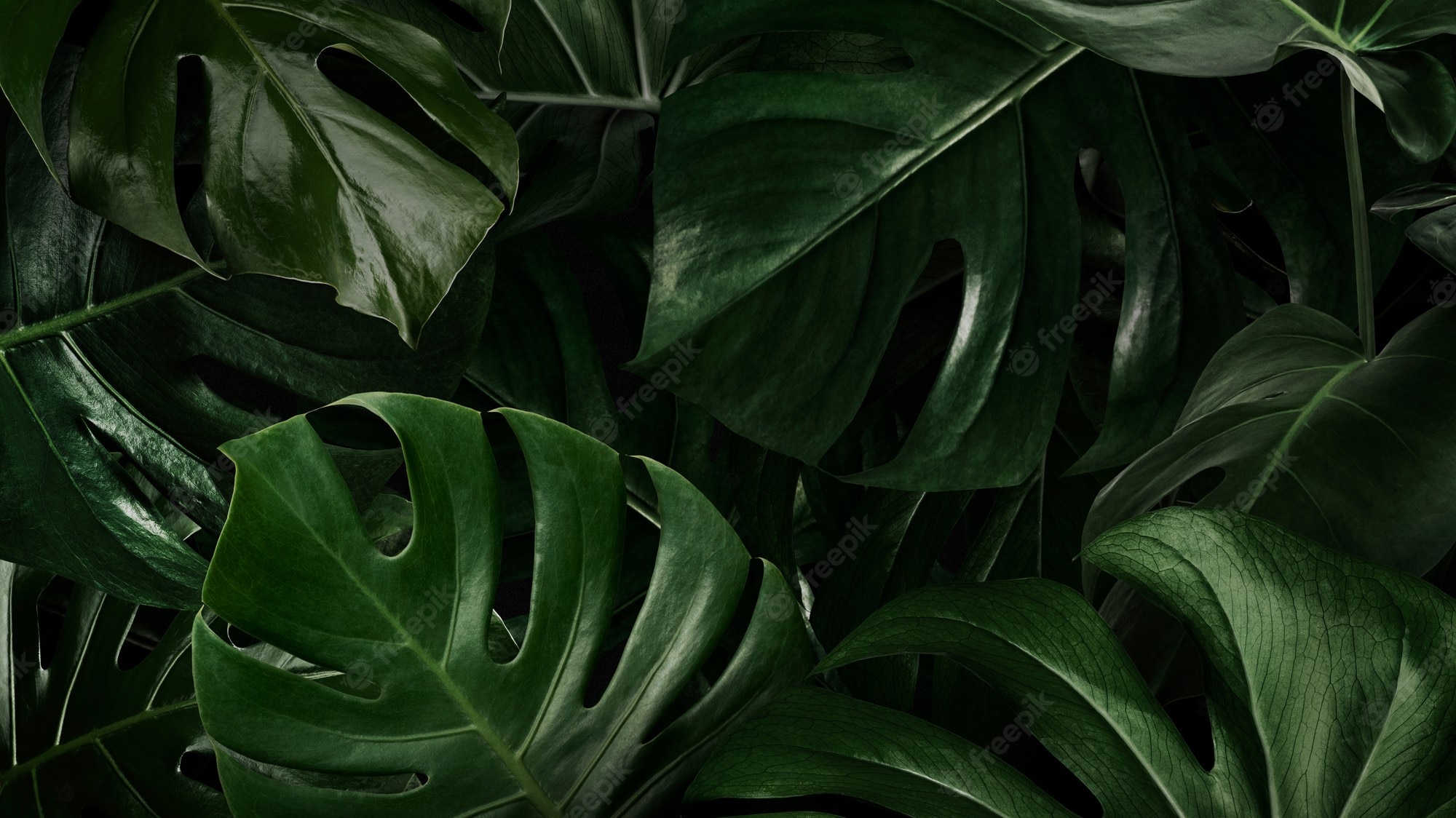 Rainforest Leaves Background