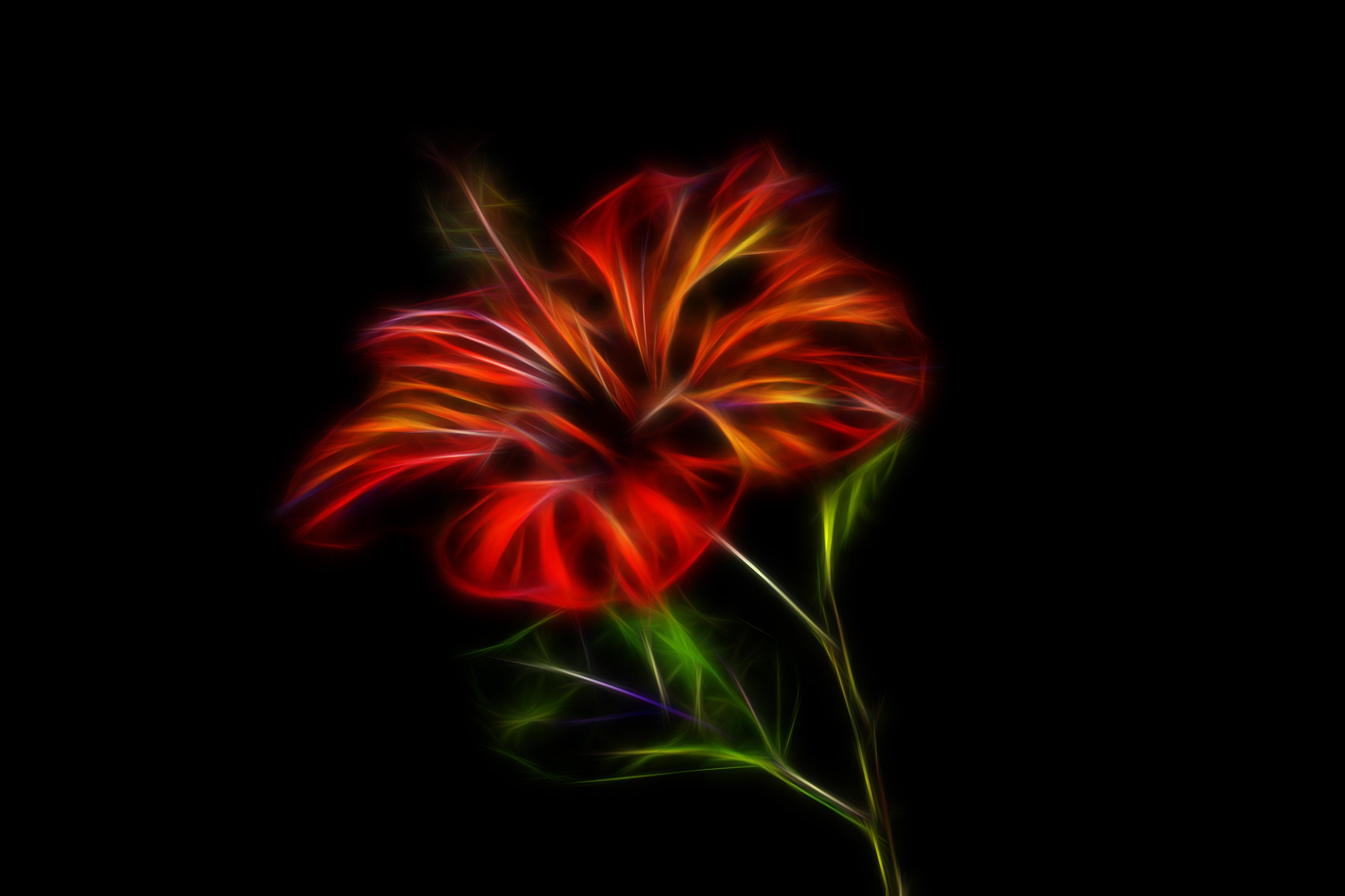 Red Flower Black Background