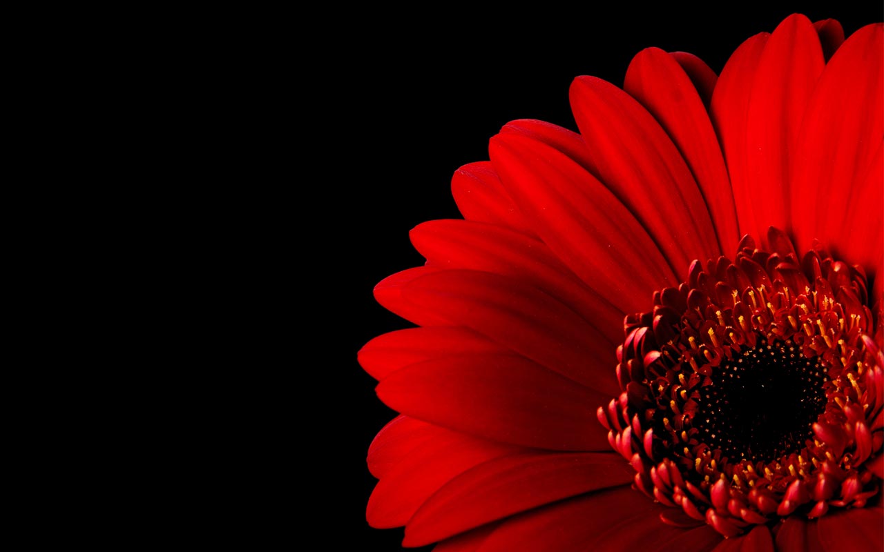 Red Flower Black Background