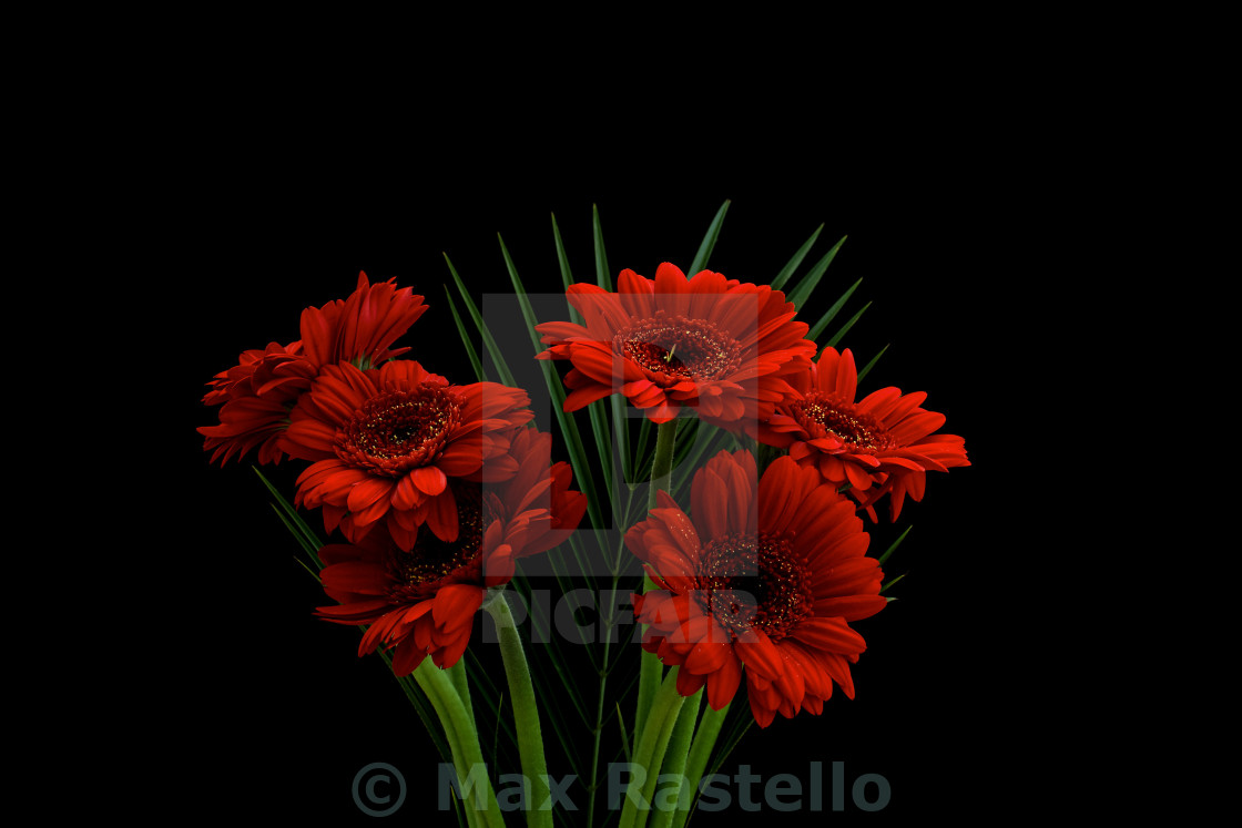 Red Flower Black Background