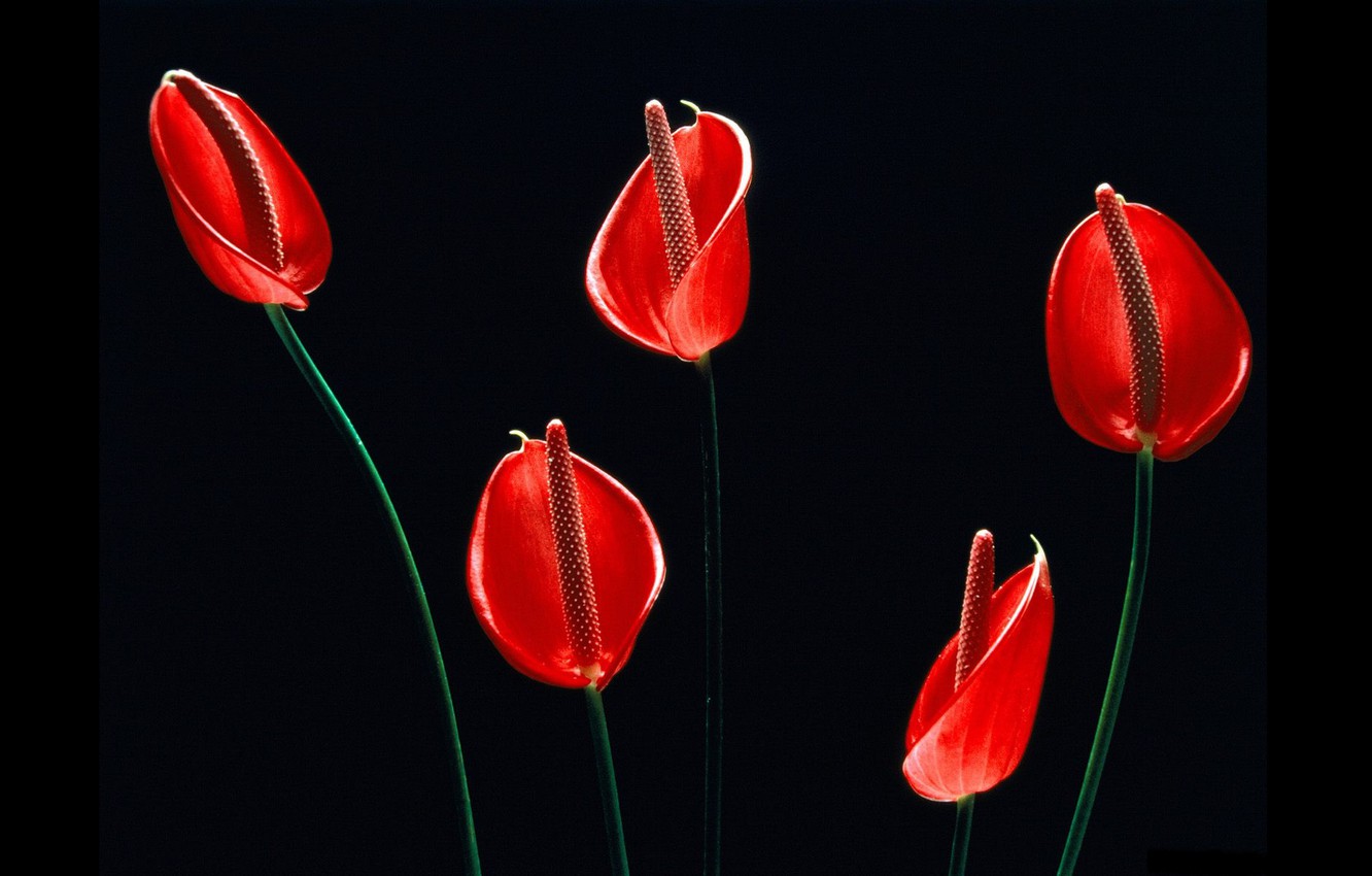 Red Flower Black Background