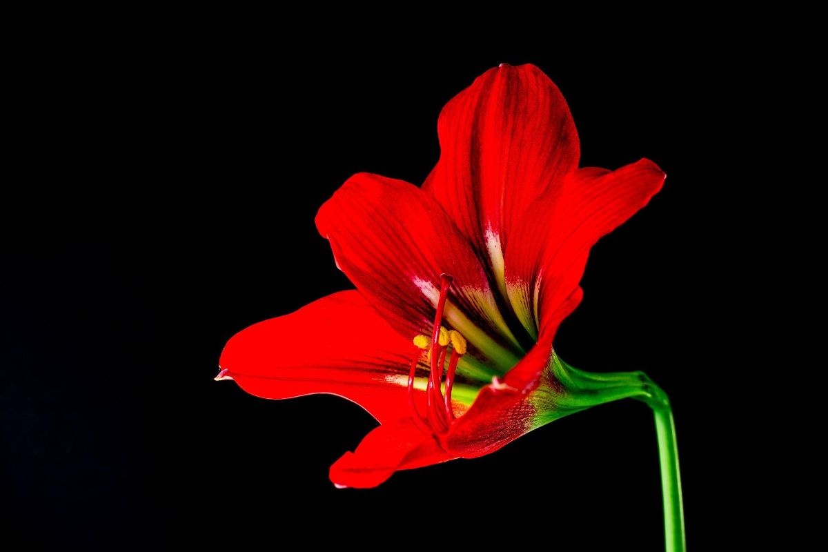 Red Flower Black Background