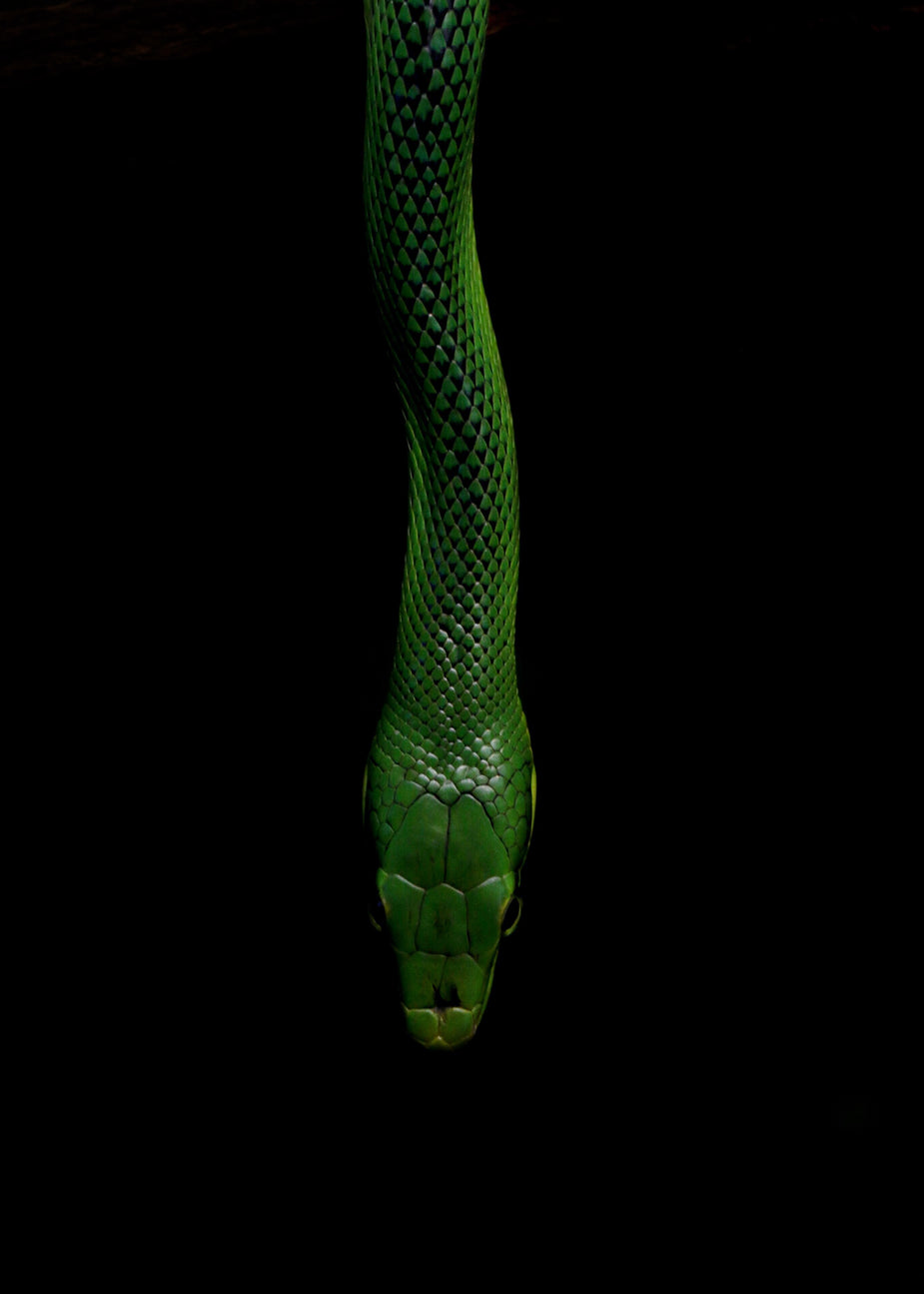 Snake Background