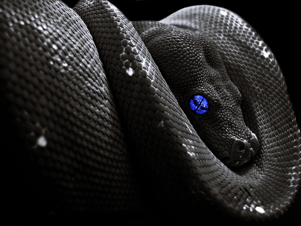 Snake Background