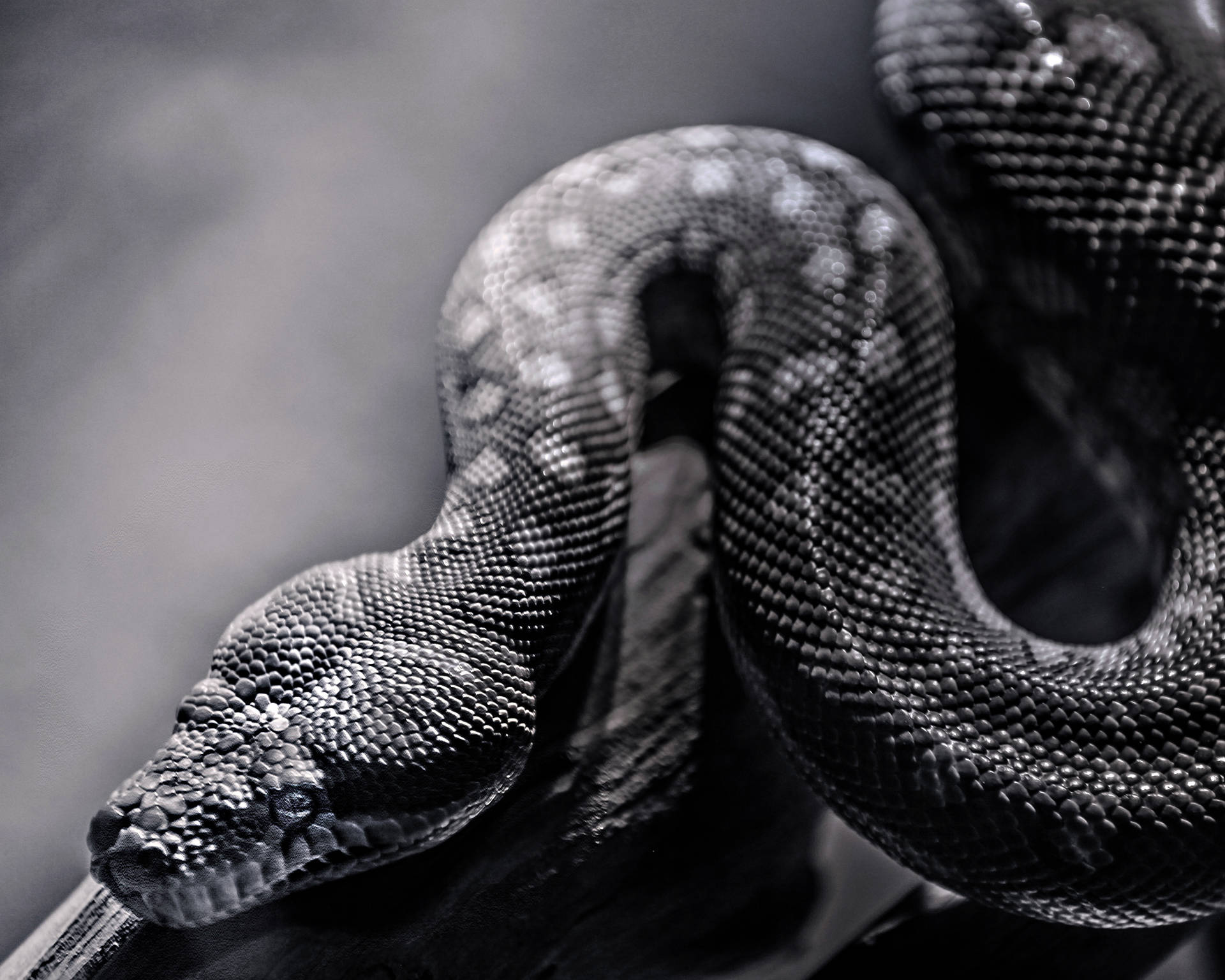 Snake Background