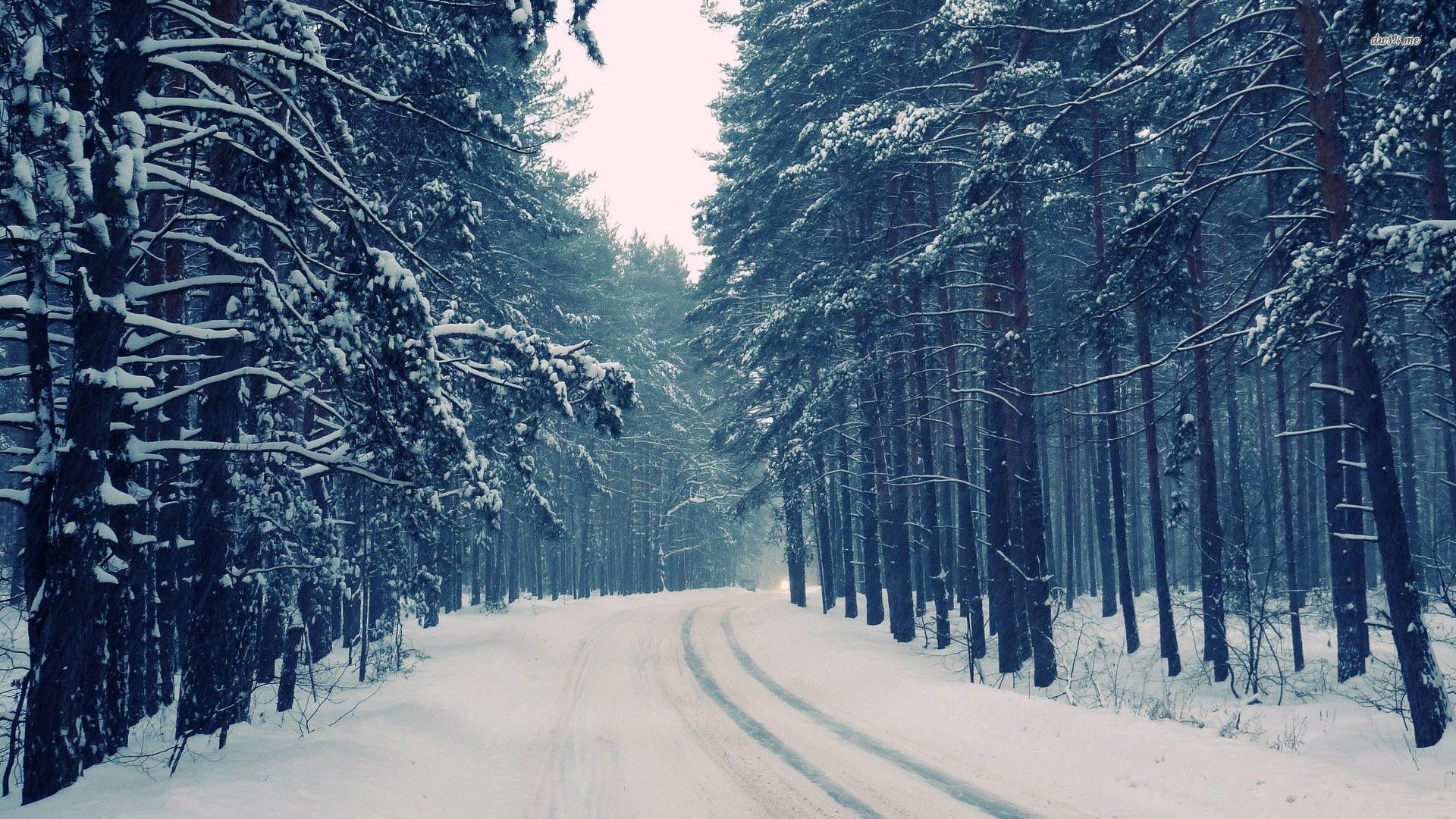 Snowy Forest Background