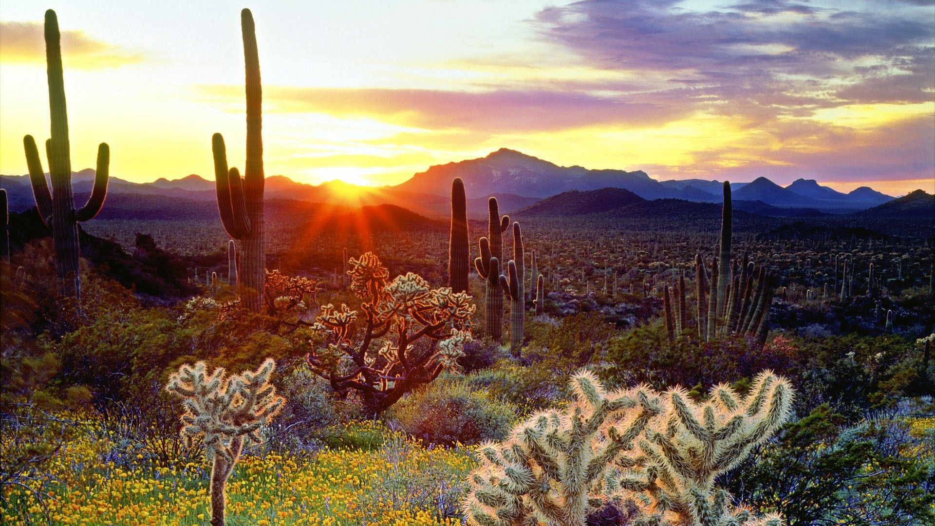 Sonoran Desert Background