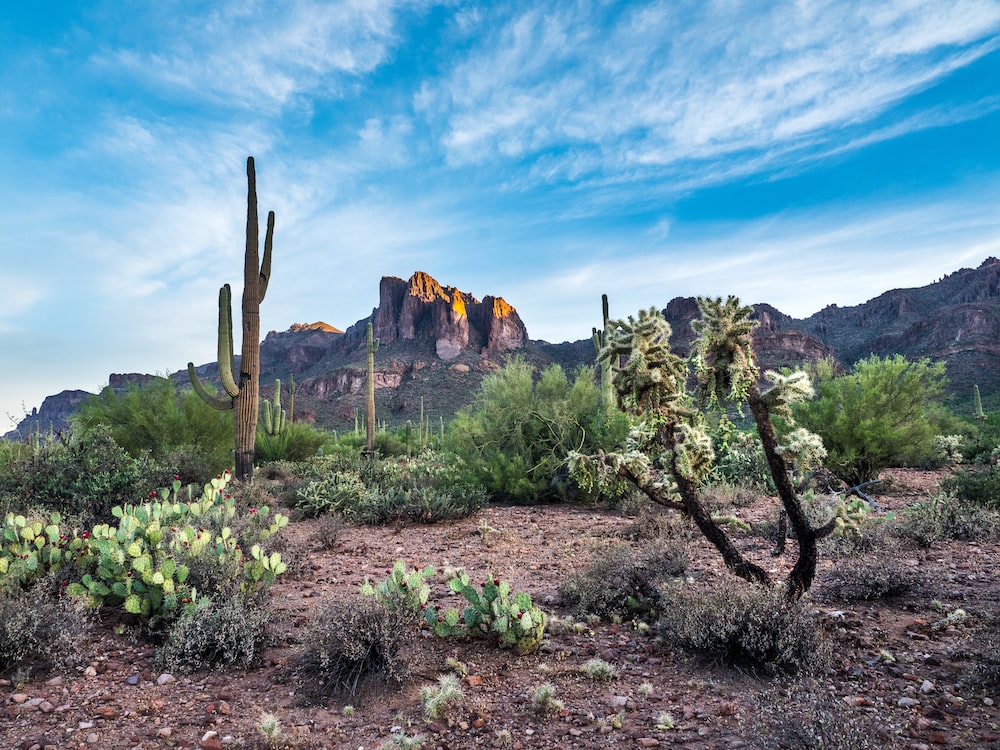 Sonoran Desert Background