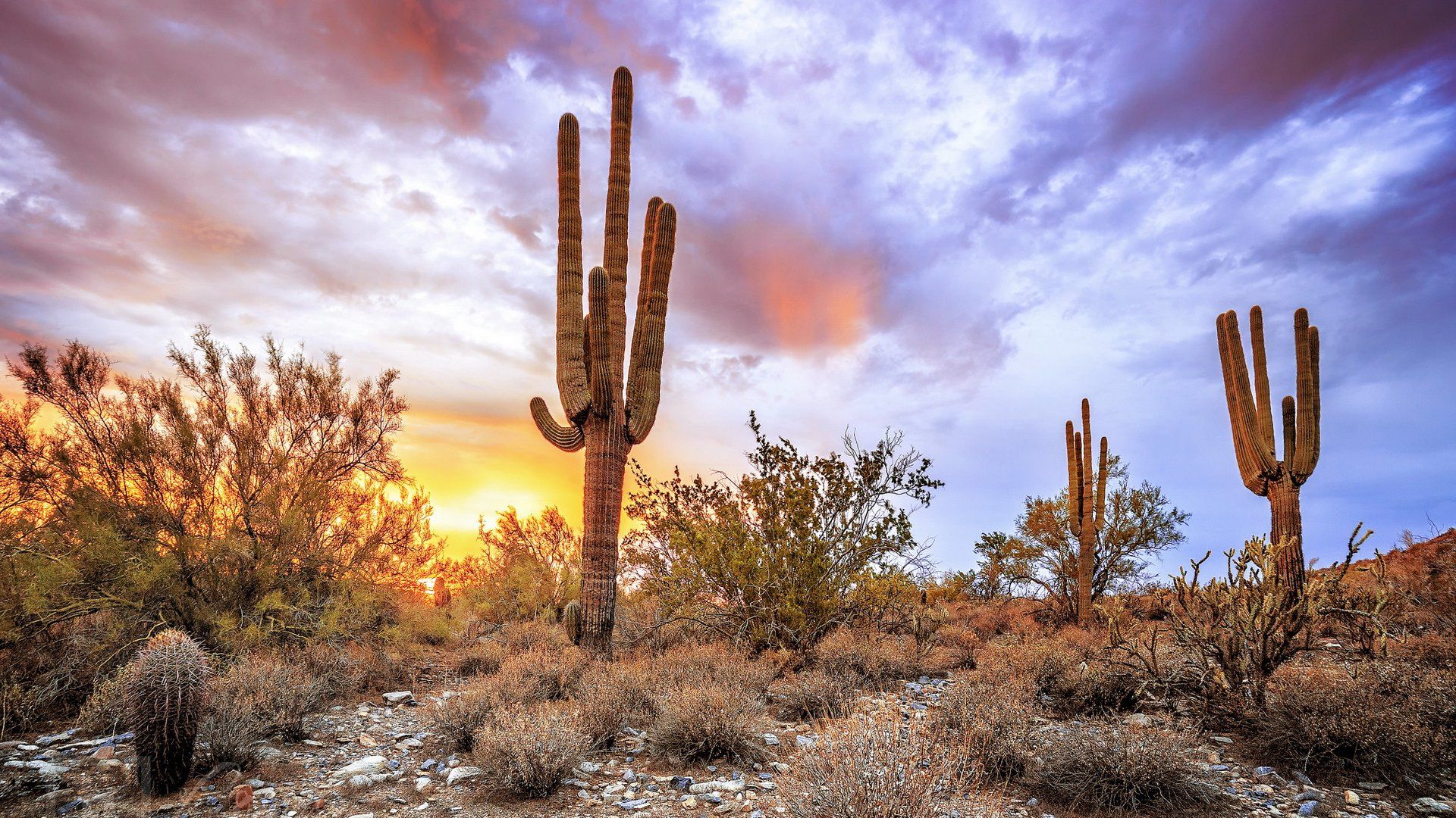 Sonoran Desert Background