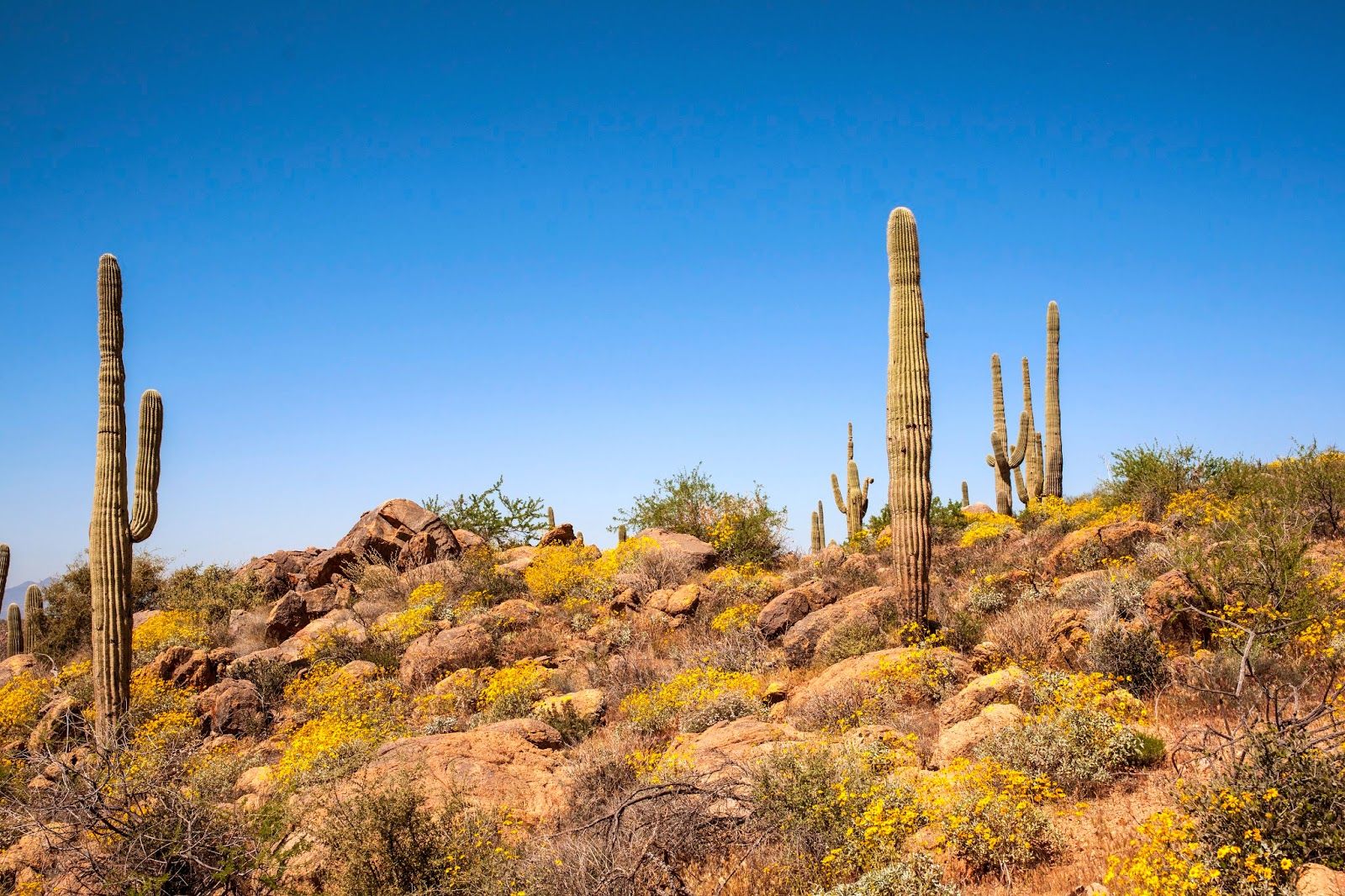 Sonoran Desert Background