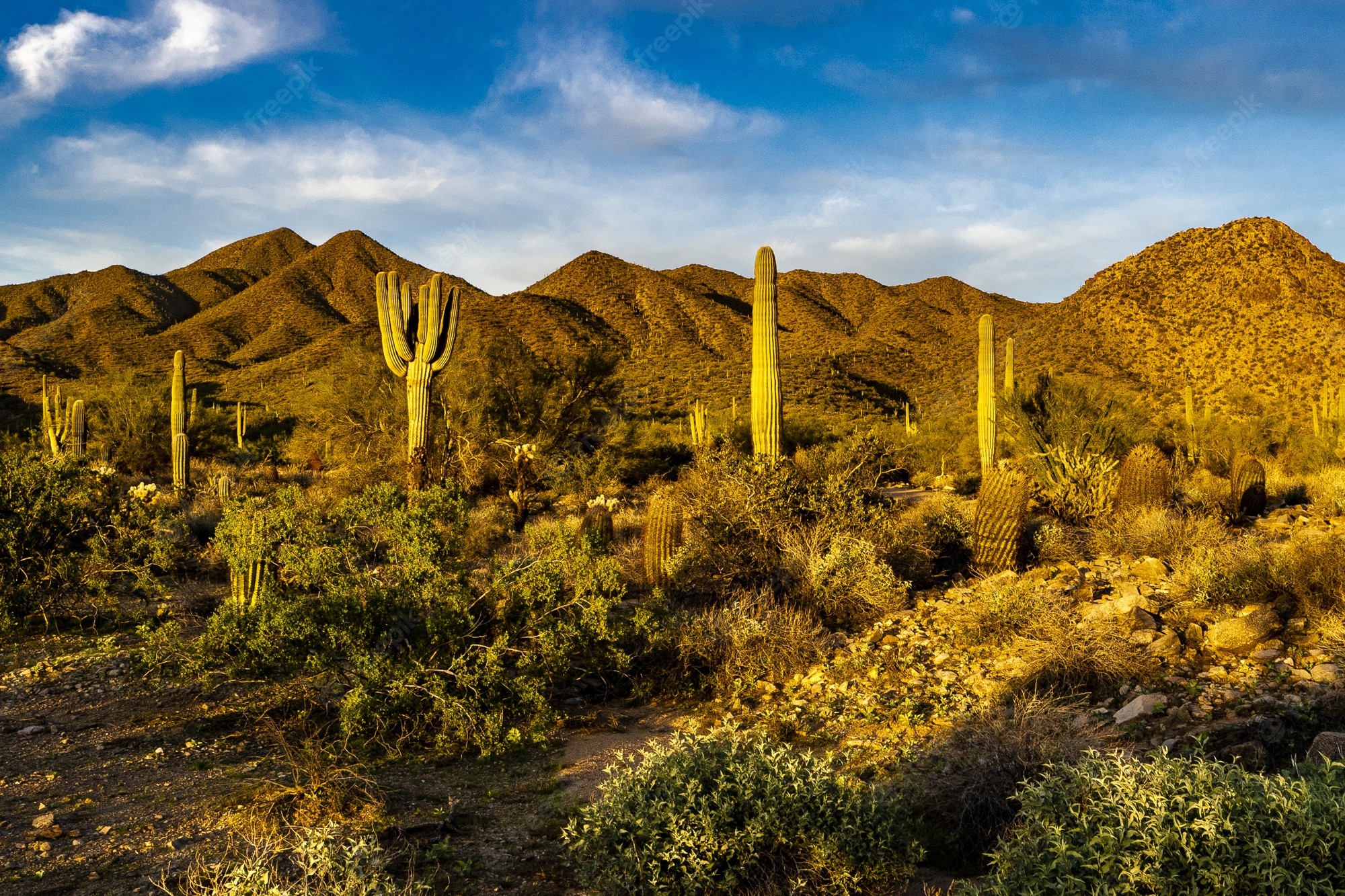 Sonoran Desert Background