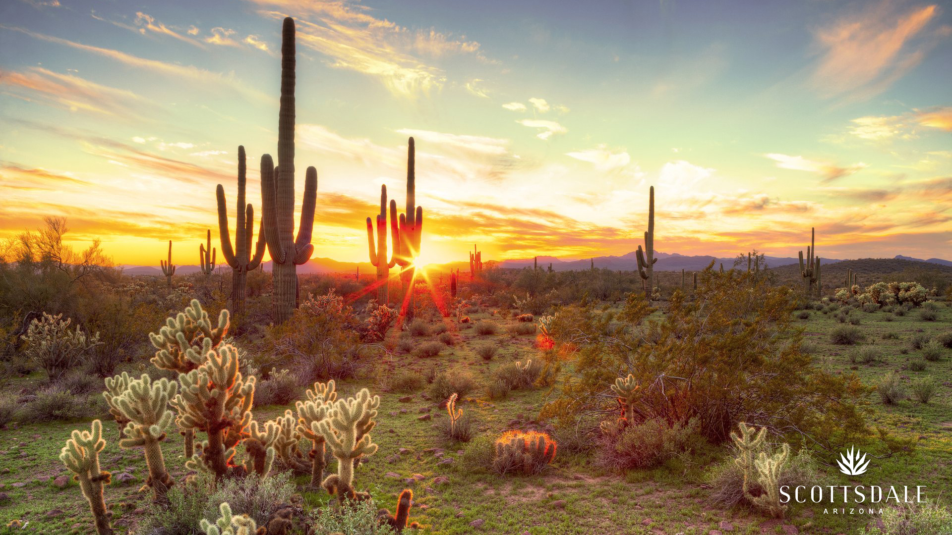 Sonoran Desert Background