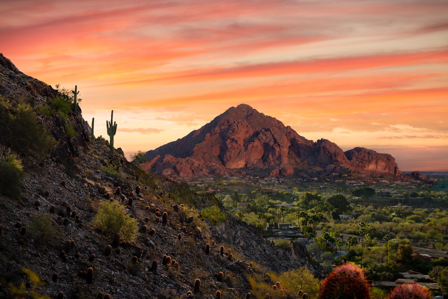 Sonoran Desert Background