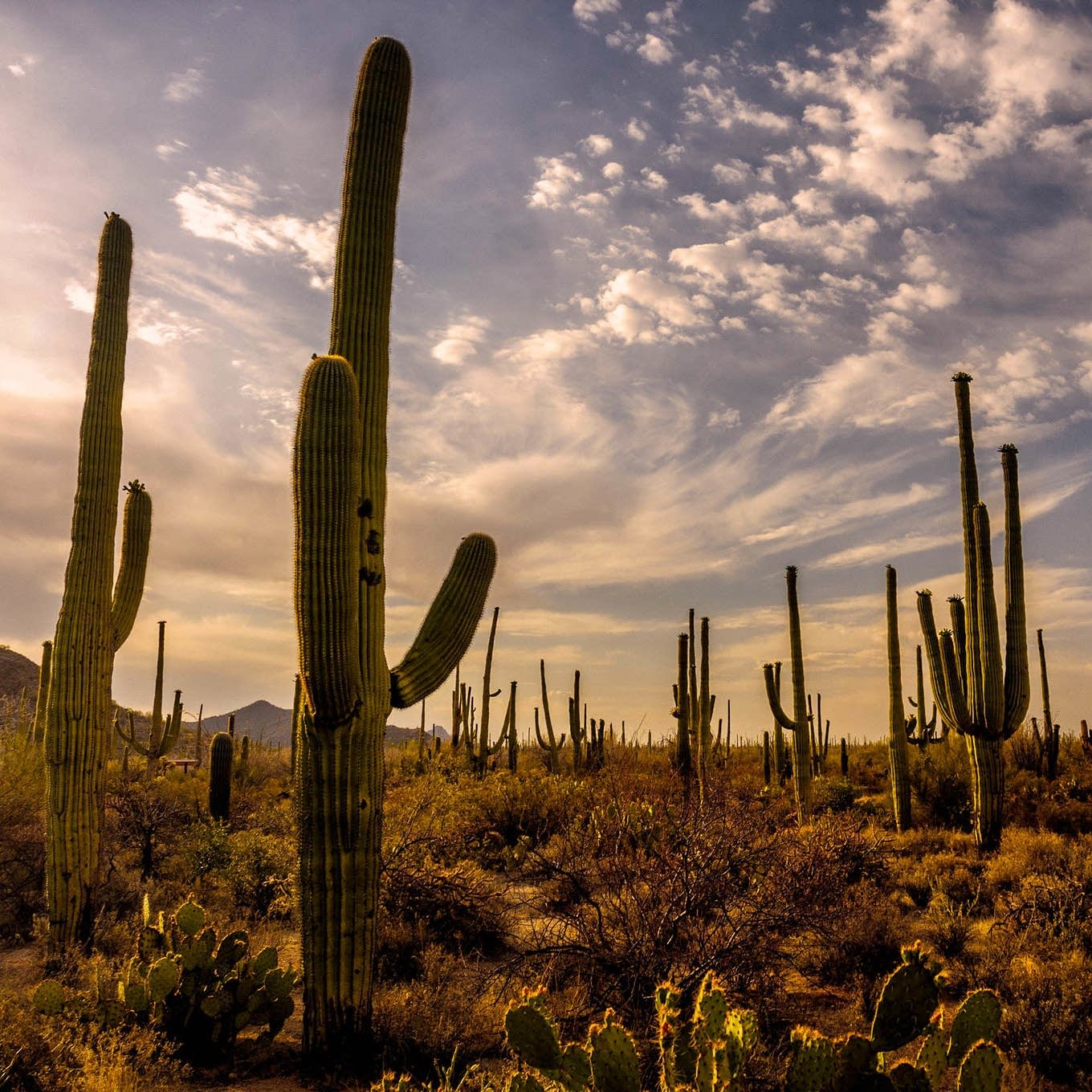 Sonoran Desert Background