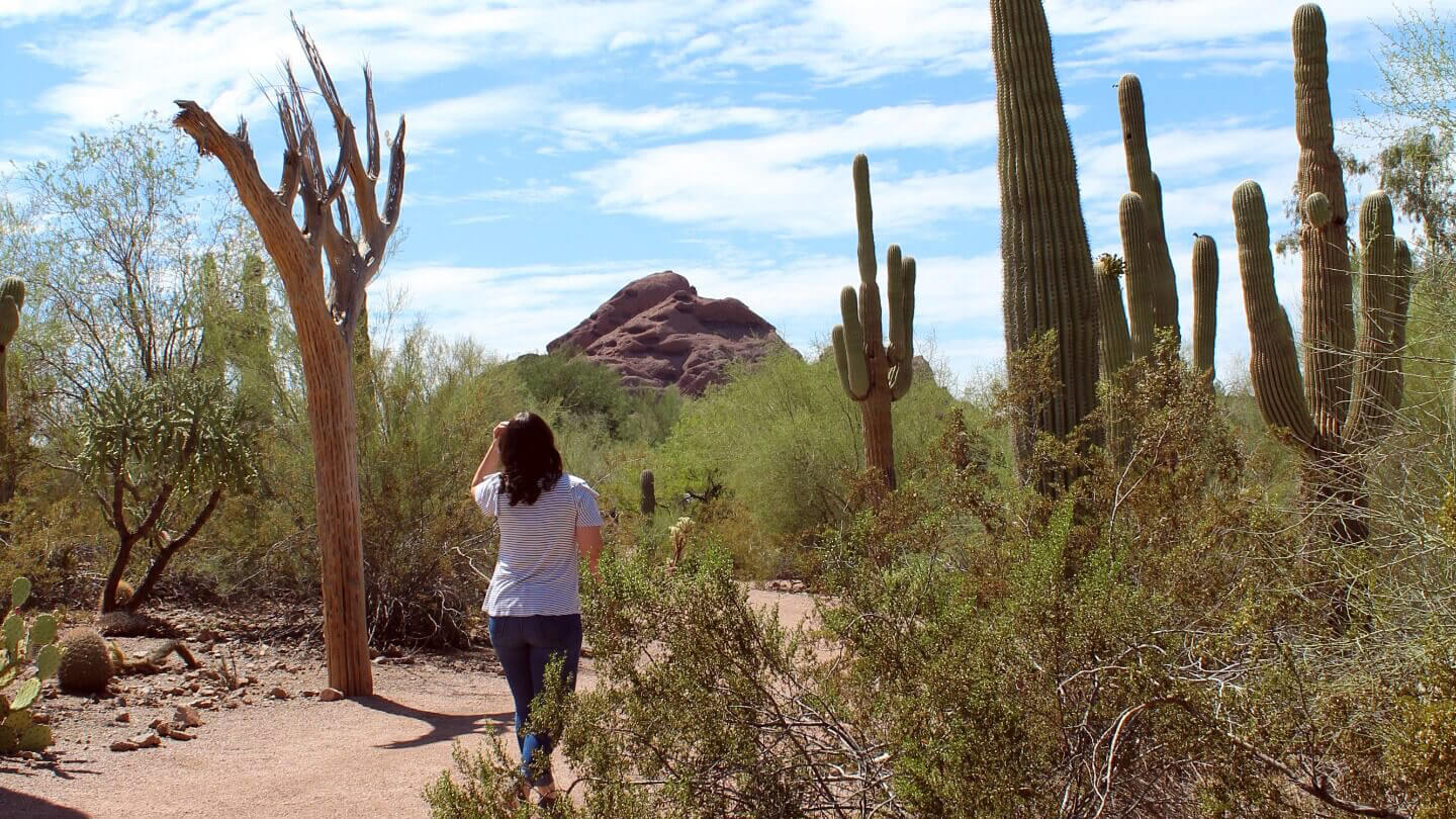 Sonoran Desert Background