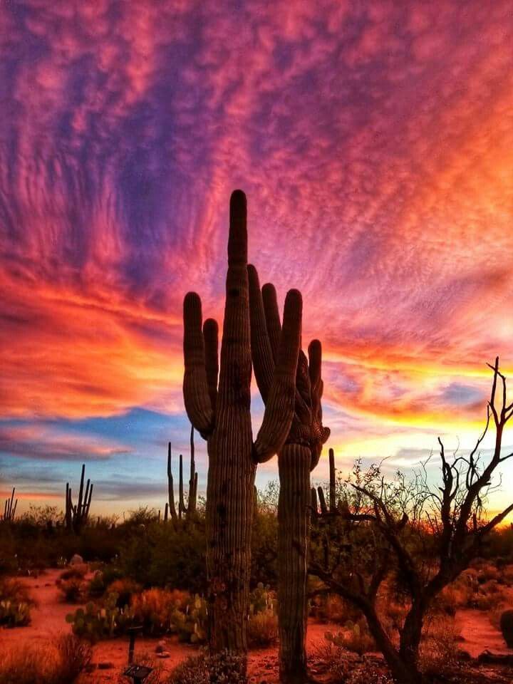 Sonoran Desert Background