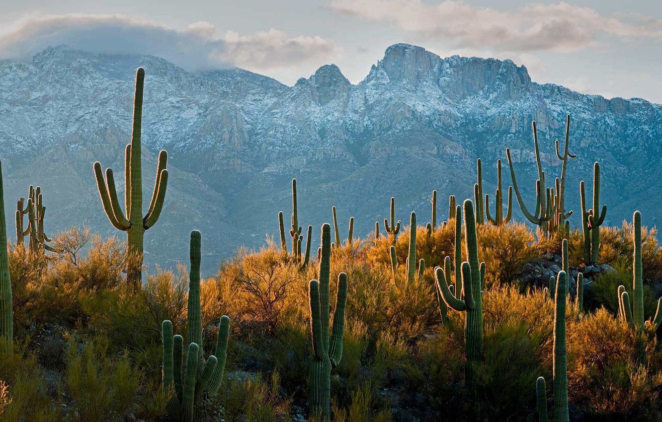 Sonoran Desert Background