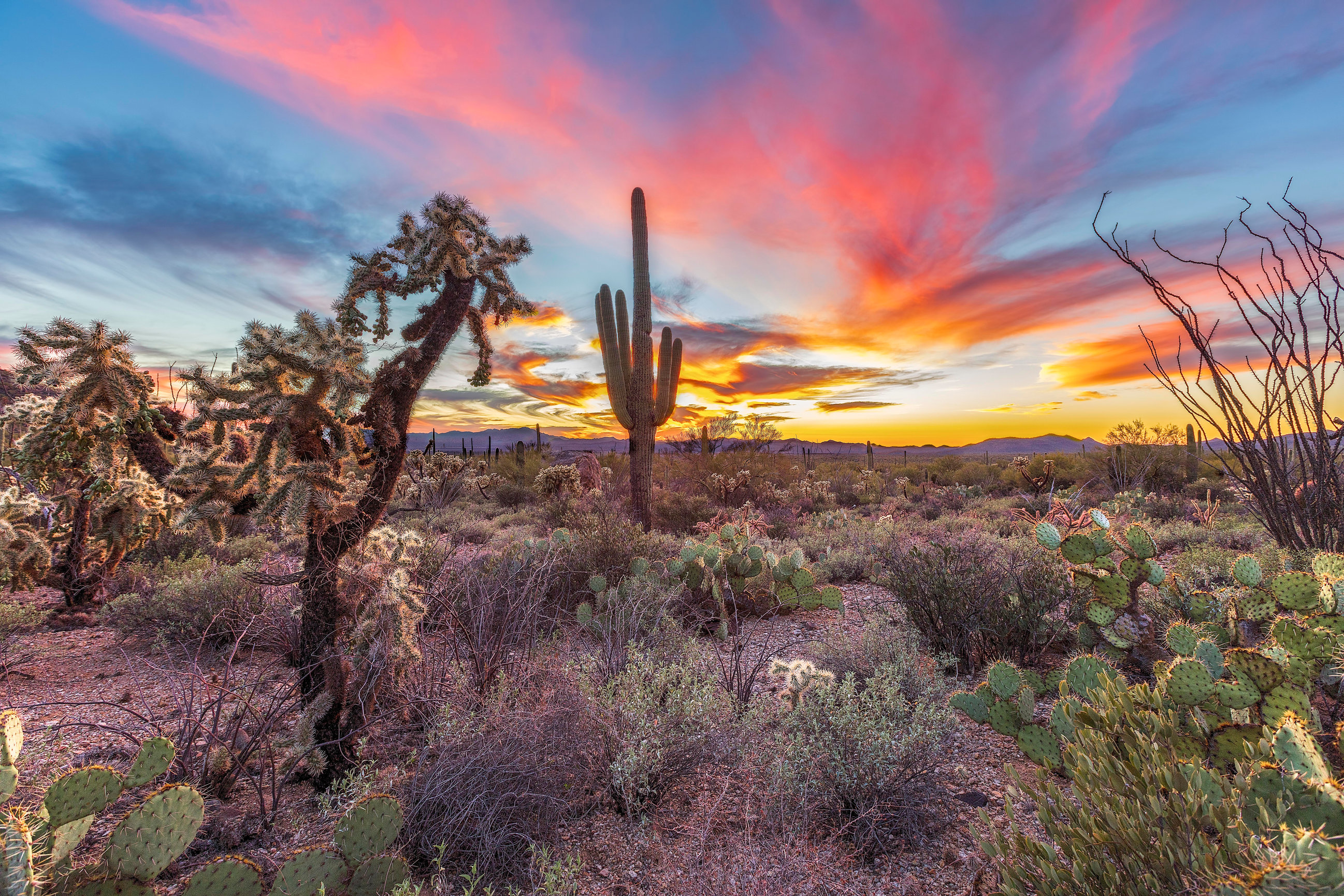 Sonoran Desert Background