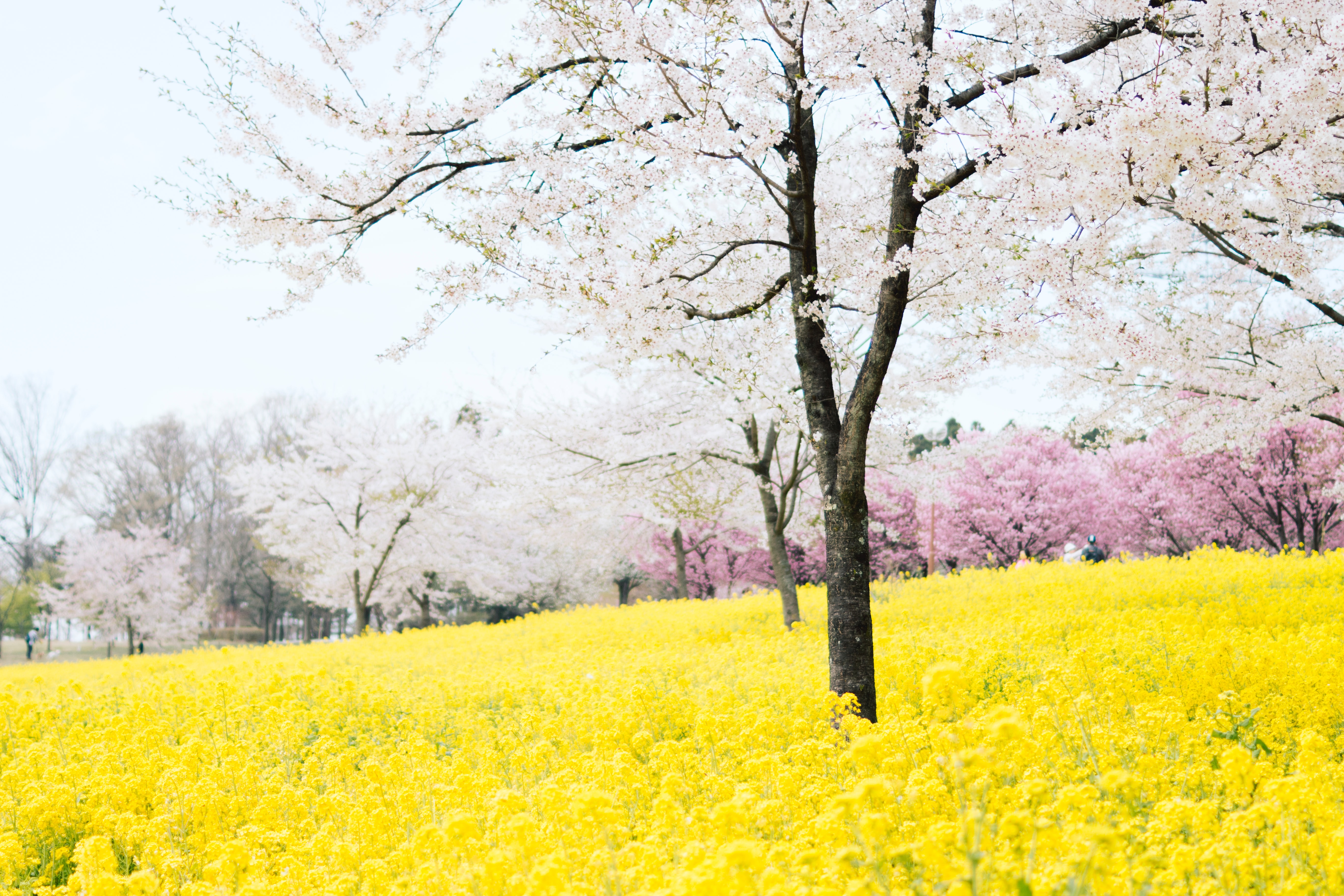 Spring Backgrounds For Computer