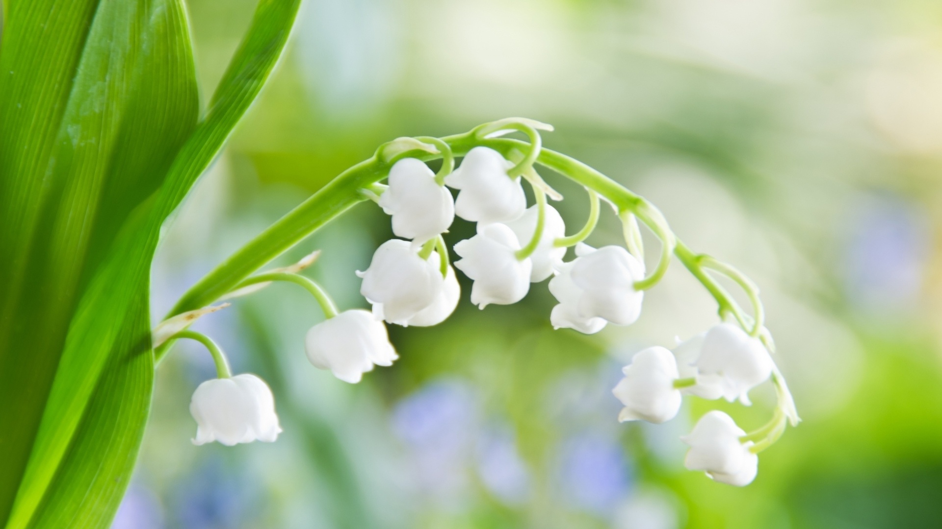 Spring Flowers Background Desktop