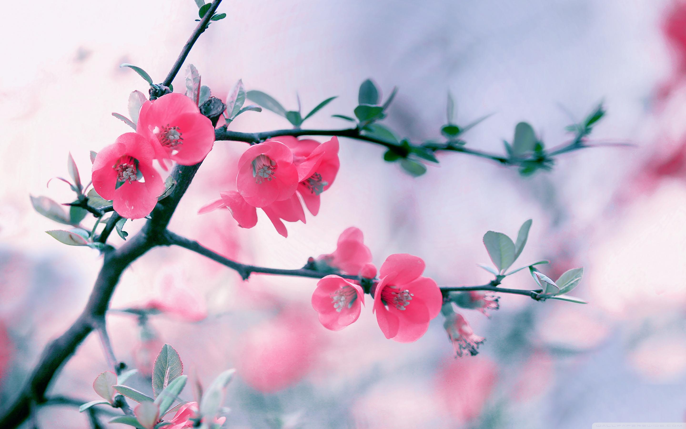 Spring Flowers Background Desktop