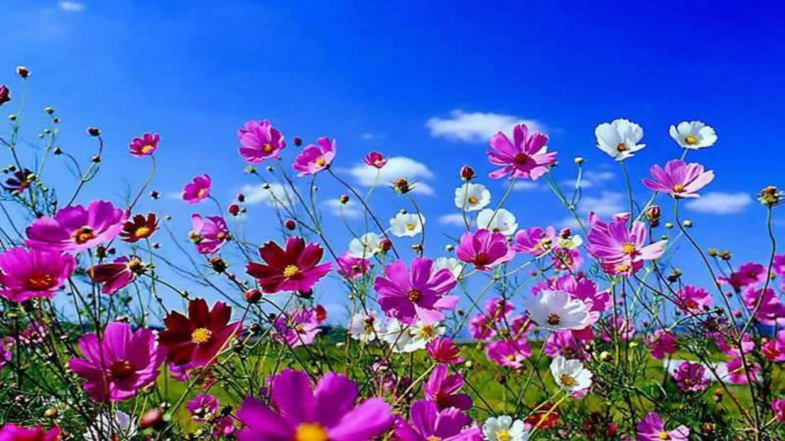 Spring Flowers Background Desktop