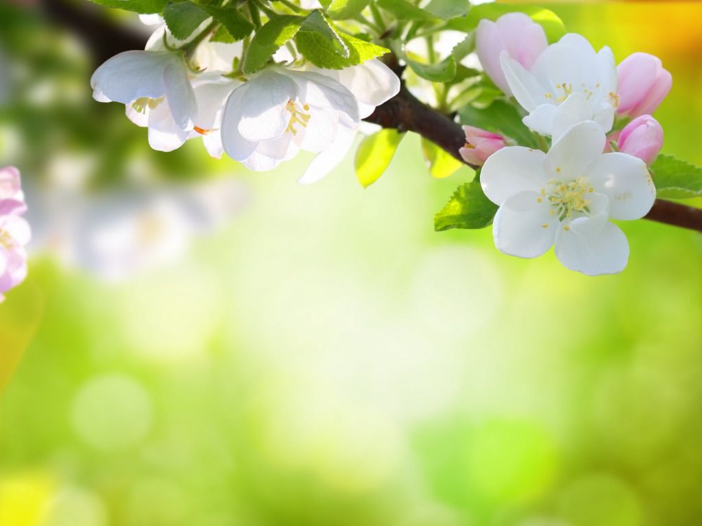 Spring Flowers Background Desktop