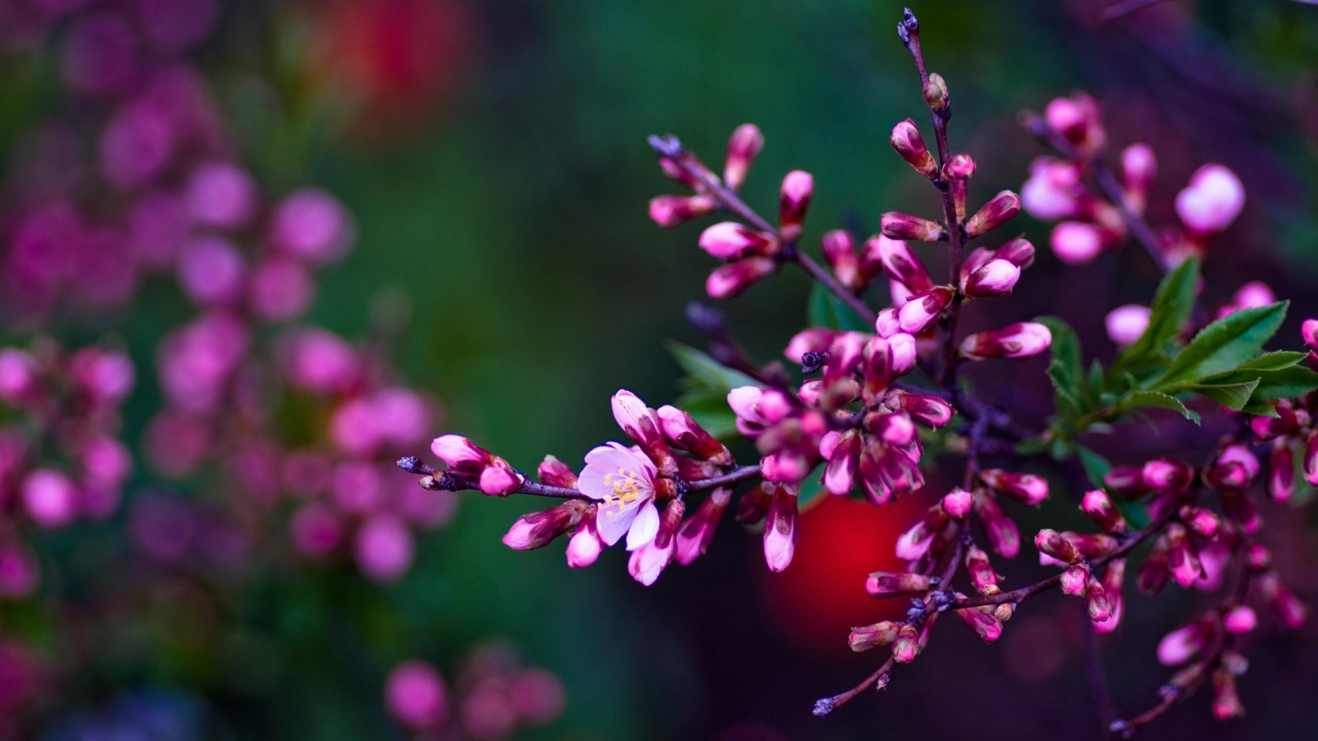 Spring Flowers Desktop Background