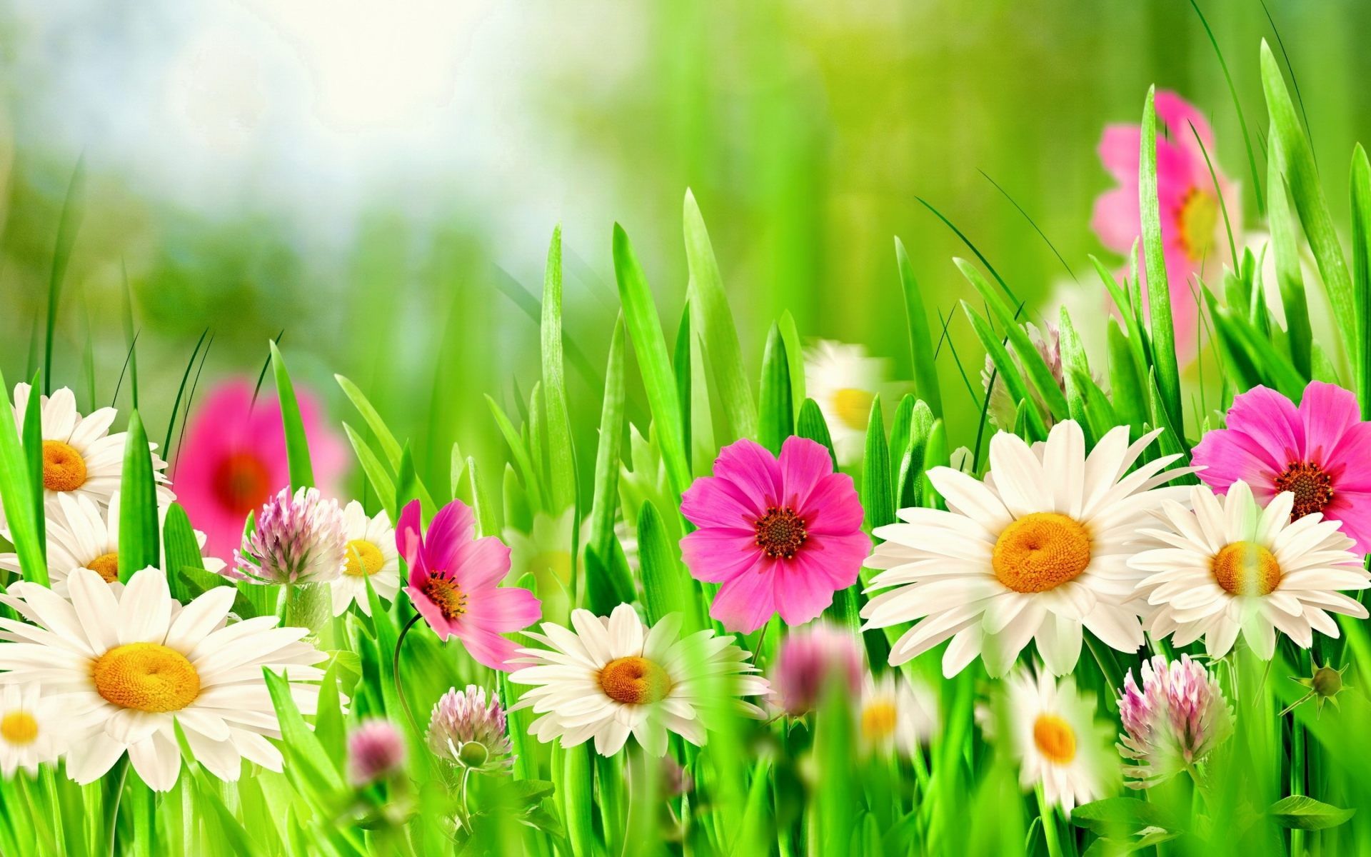 Spring Flowers Desktop Background