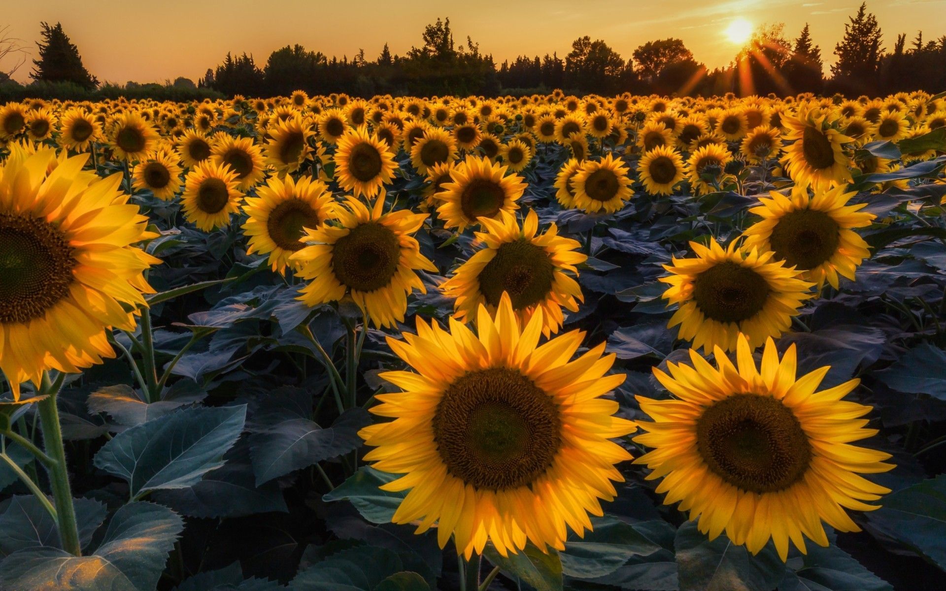 Sunflower Laptop Background