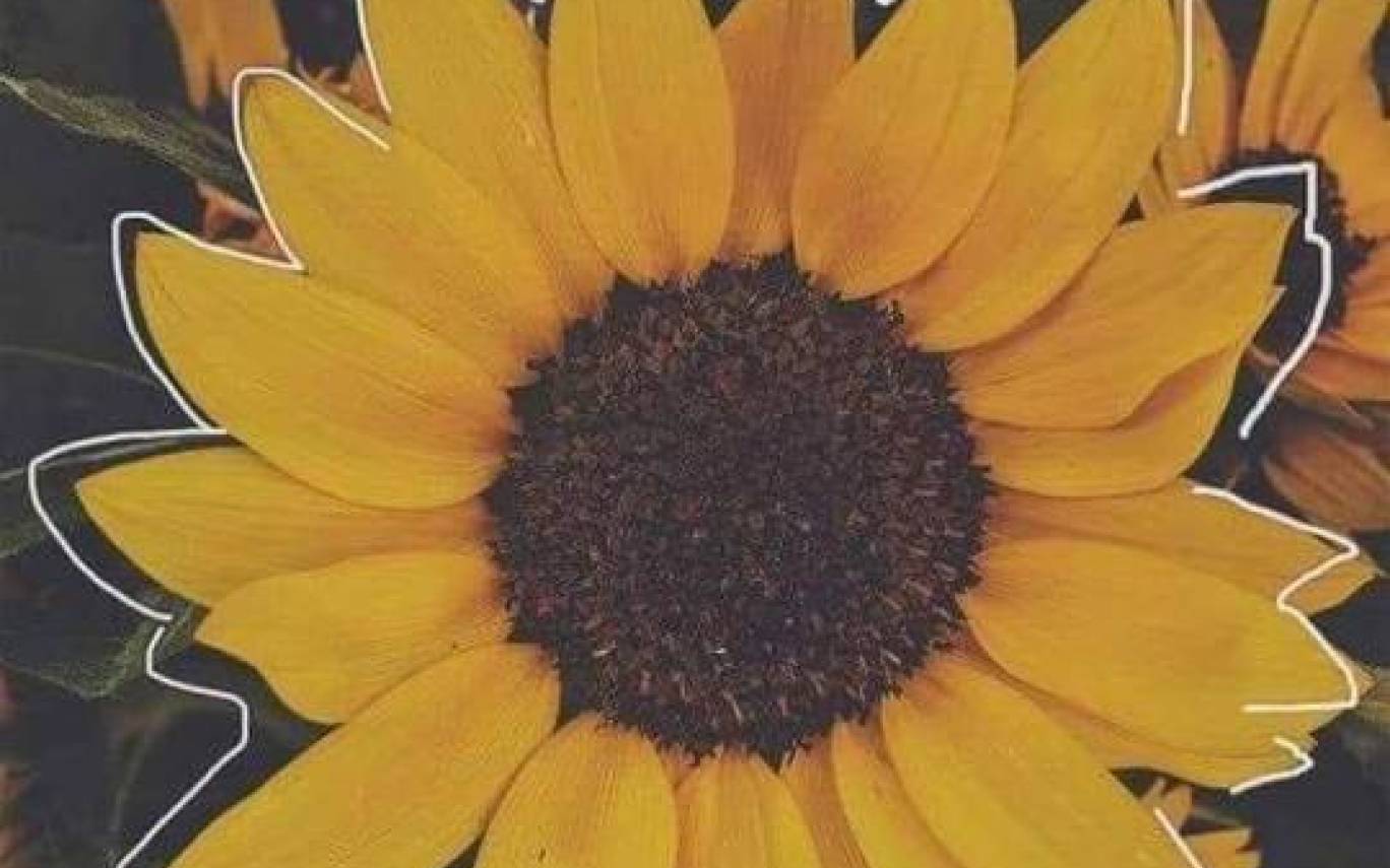 Sunflower Laptop Background